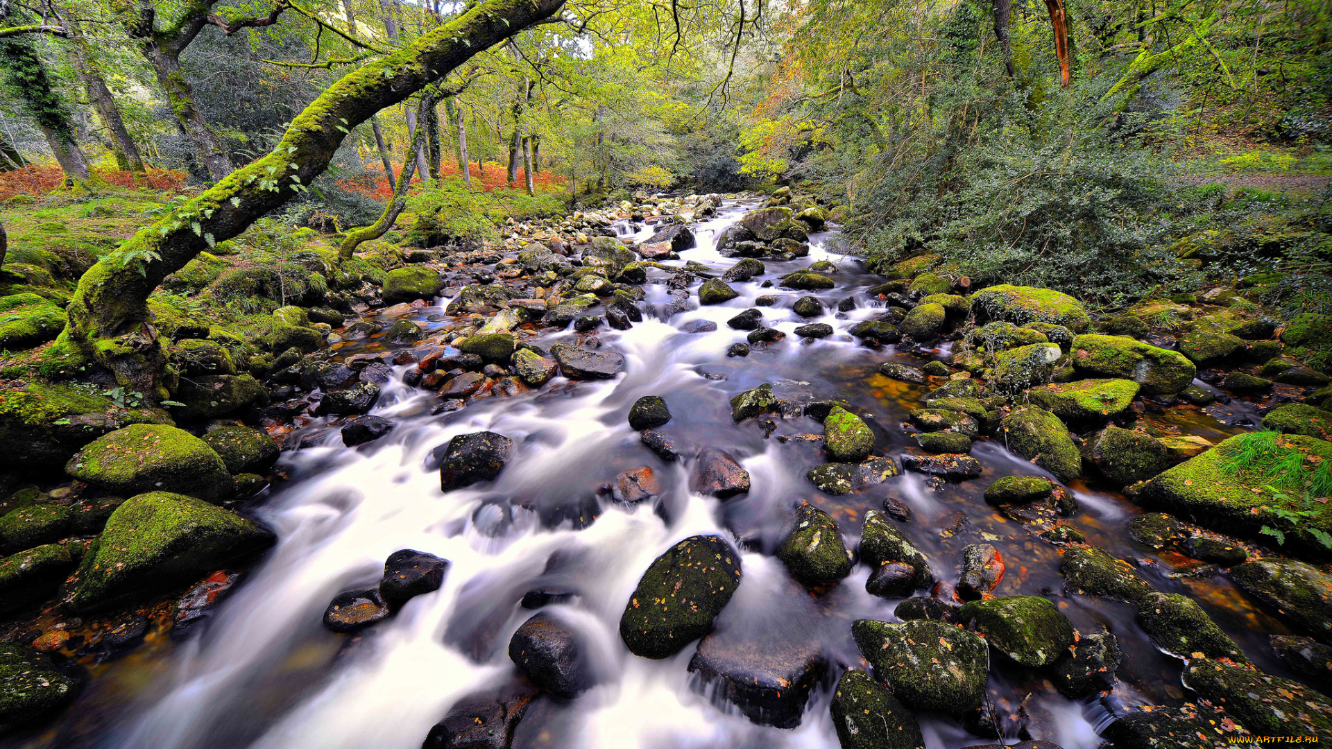 природа, реки, озера, лес, река, камни