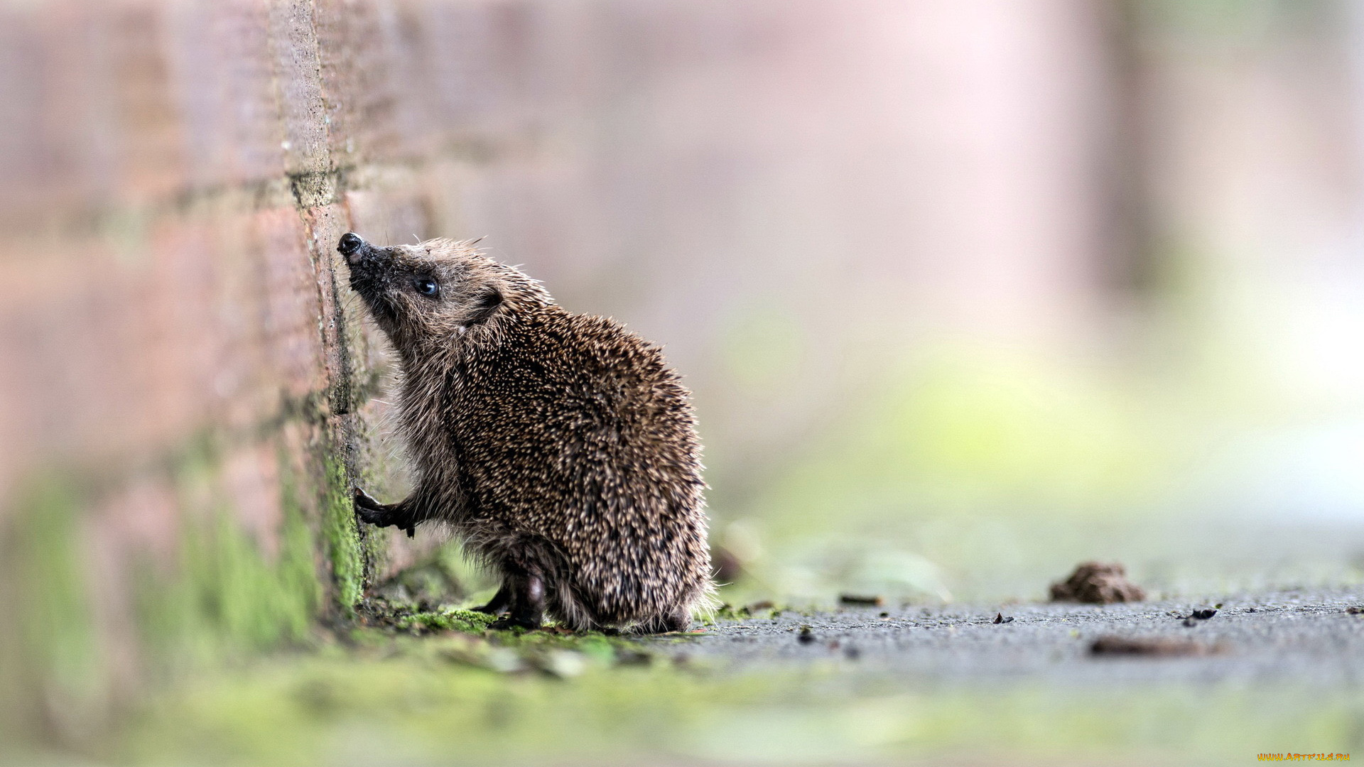 животные, ежи, еж