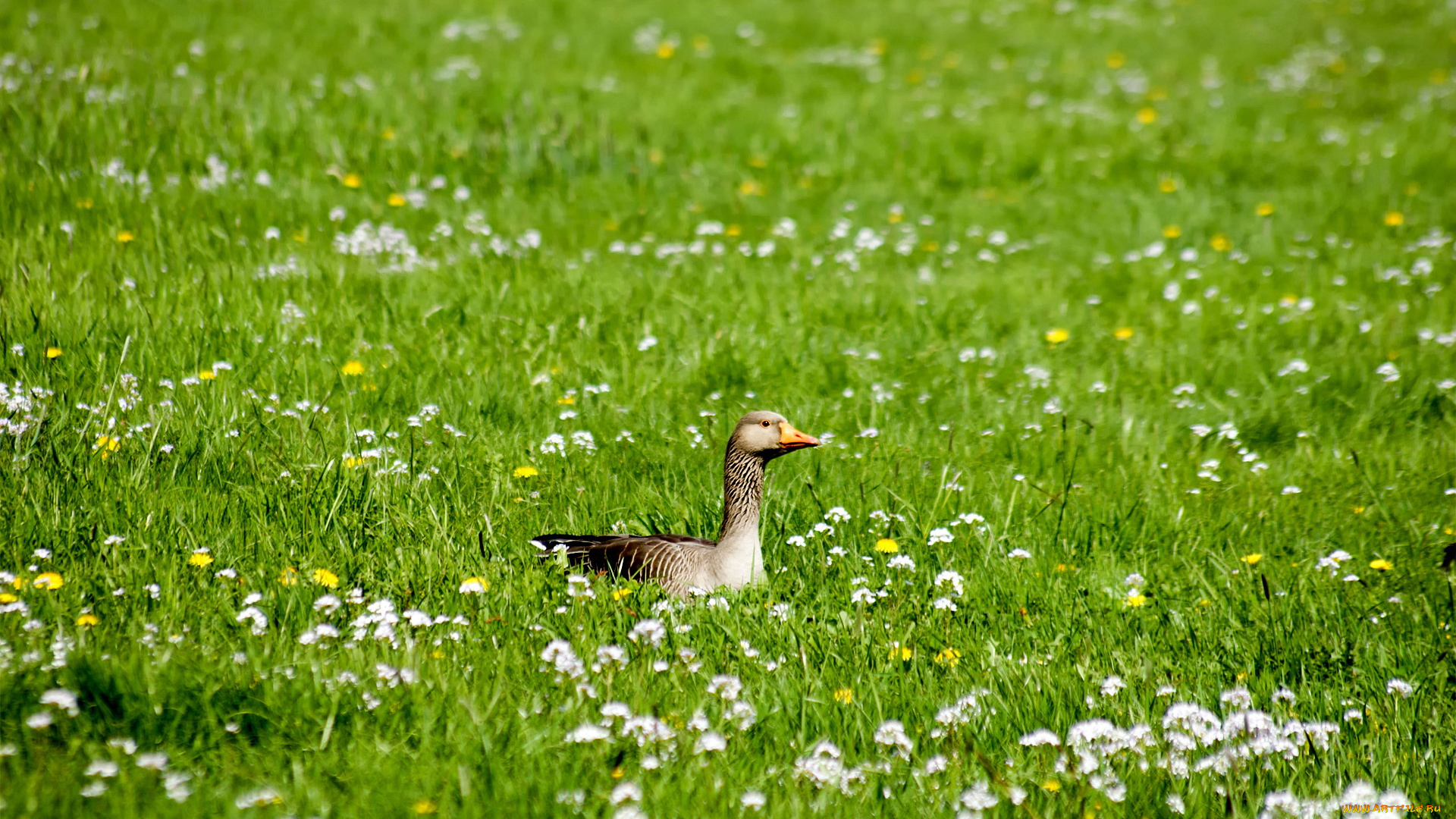 животные, гуси, гусь