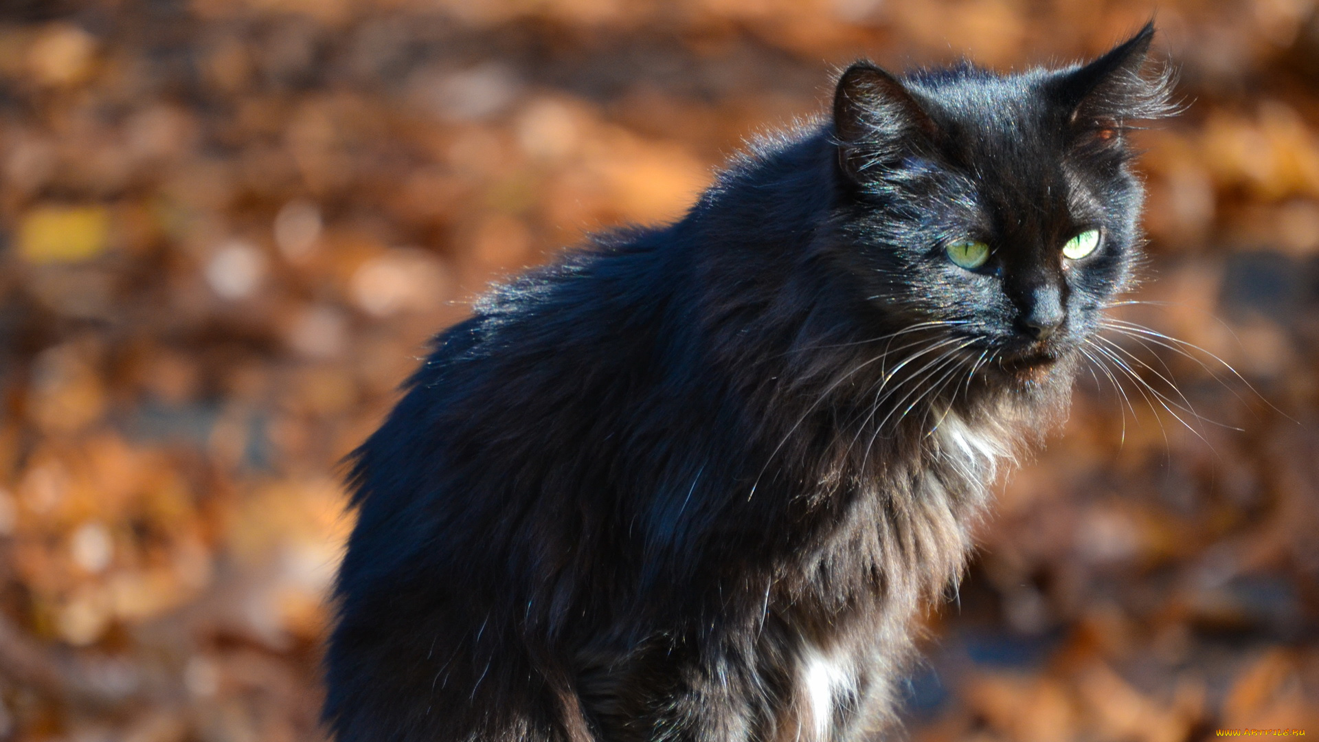 животные, коты, кошка