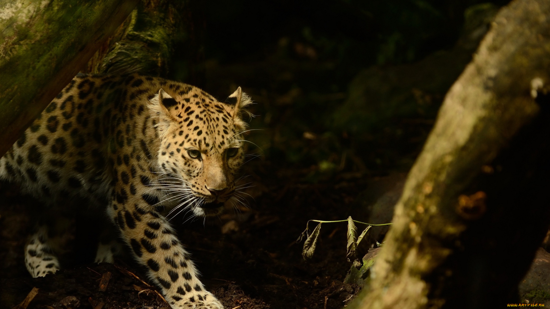 животные, леопарды, хищник, засада