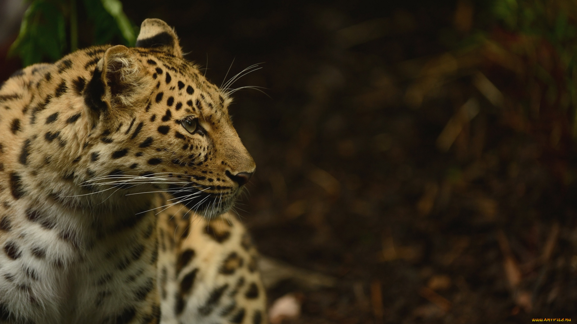 животные, леопарды, красавец, профиль