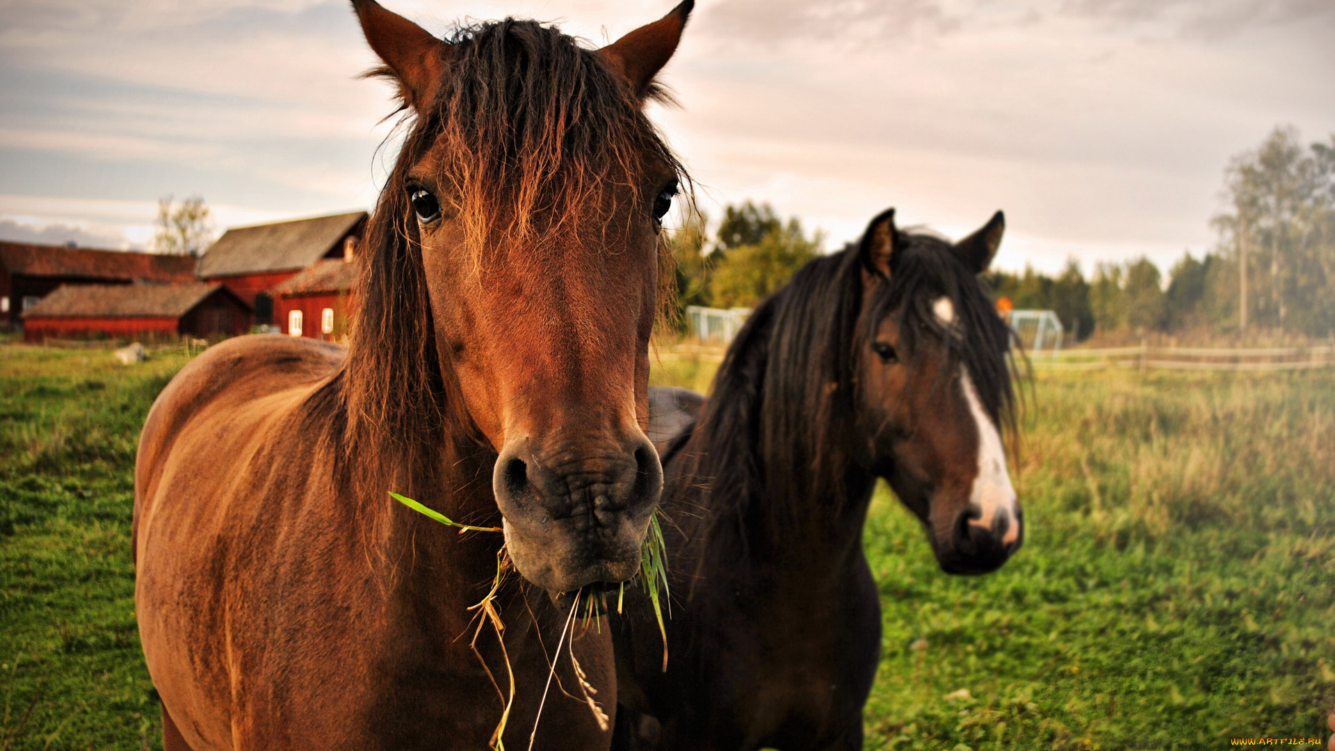 животные, лошади