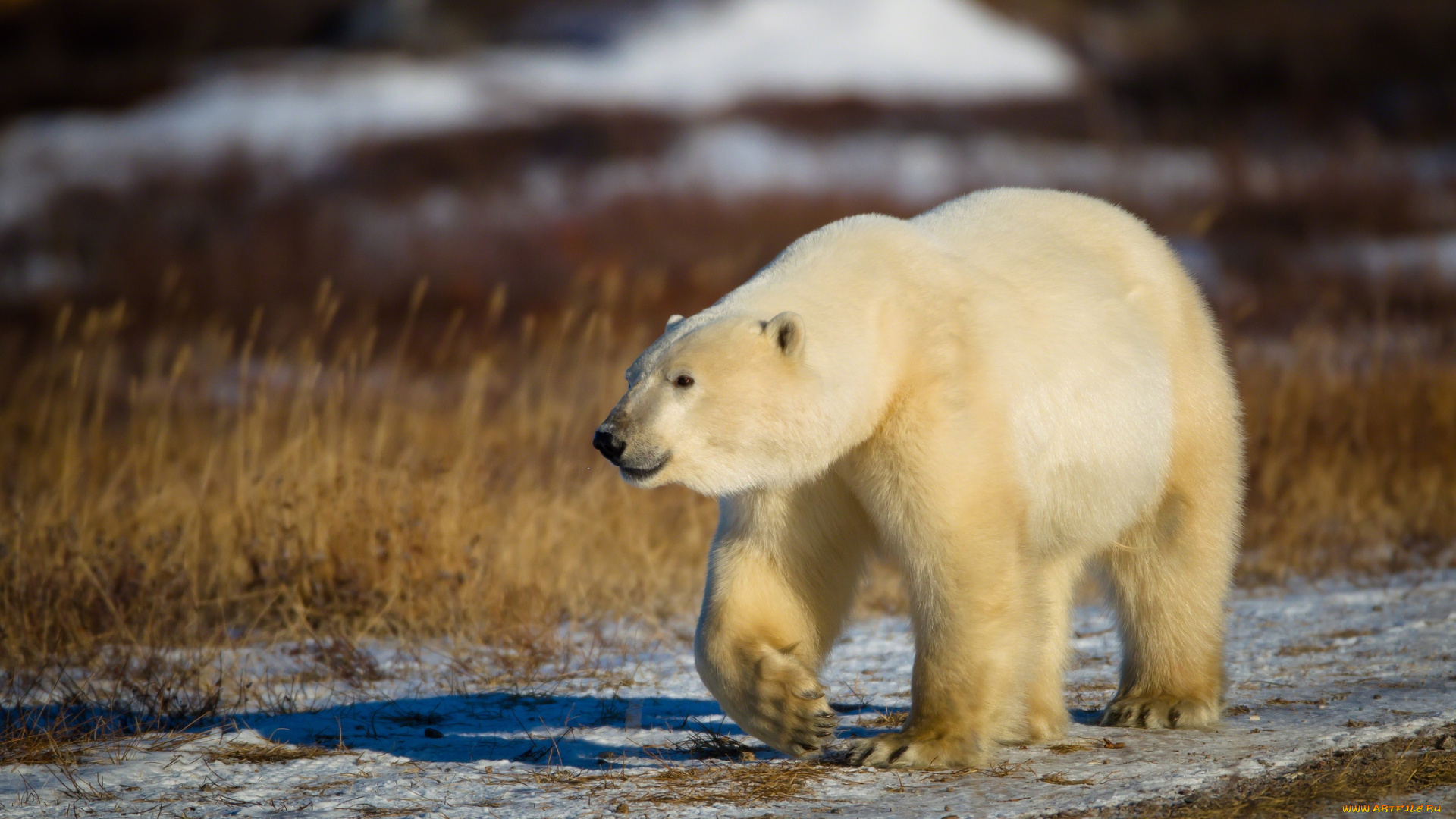 животные, медведи, белый, хищник