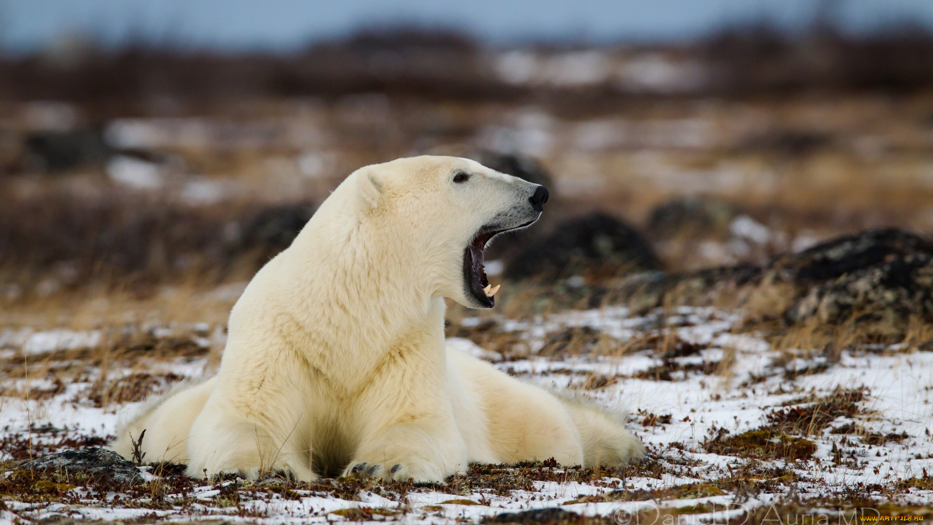 животные, медведи, рев, белый