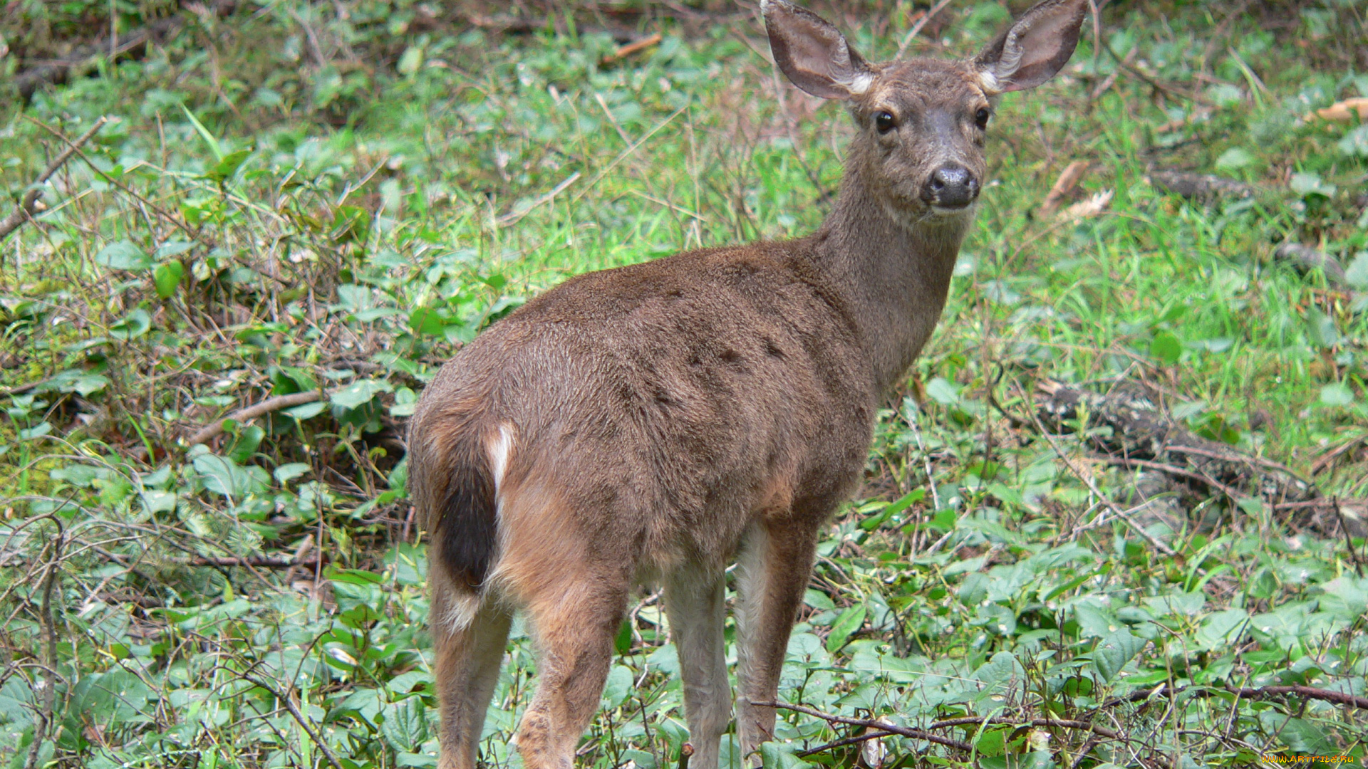 животные, олени, олень