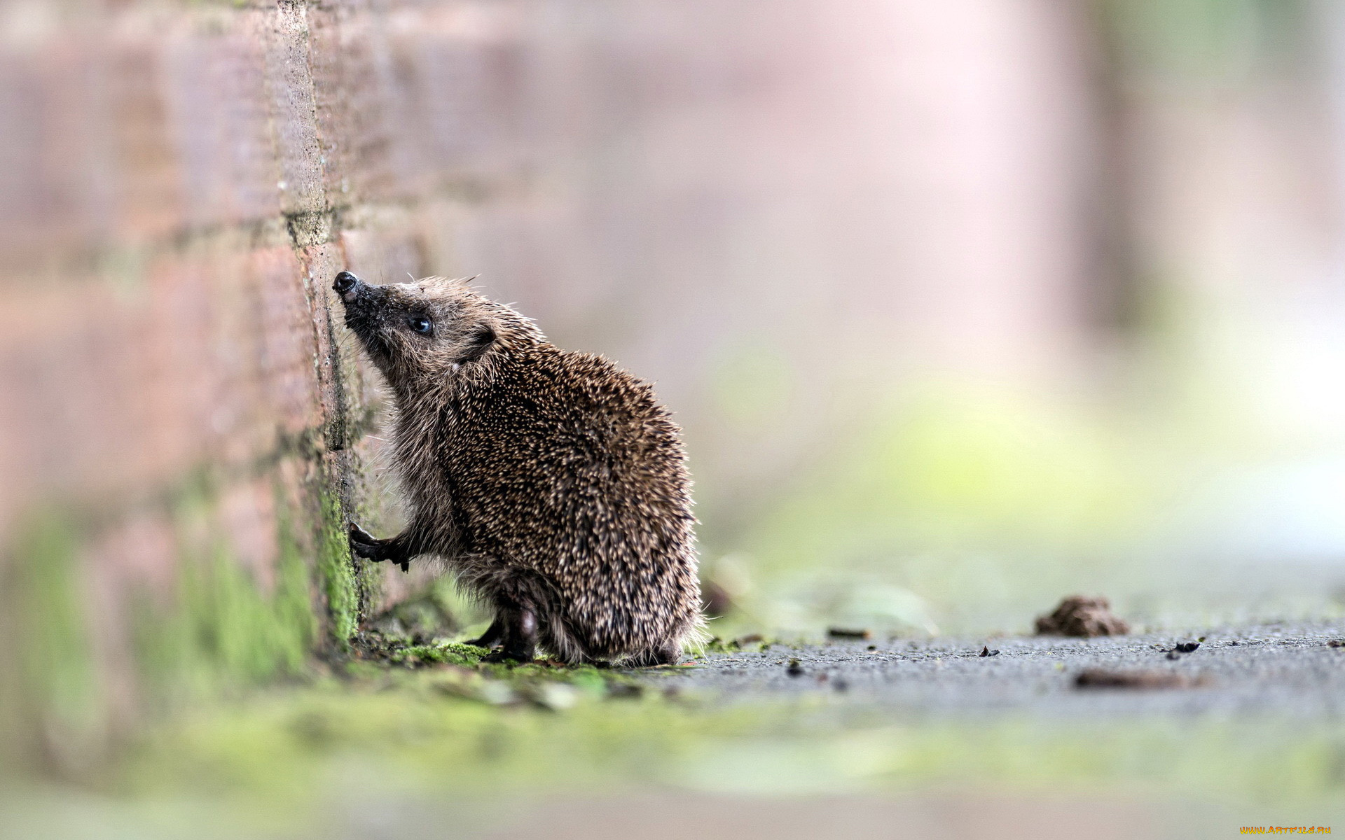 животные, ежи, еж