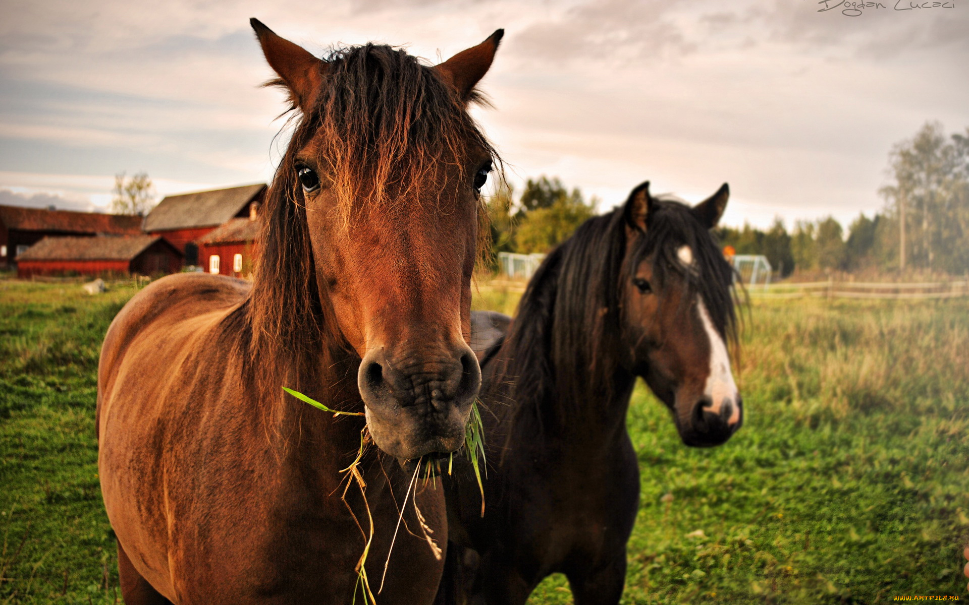 животные, лошади
