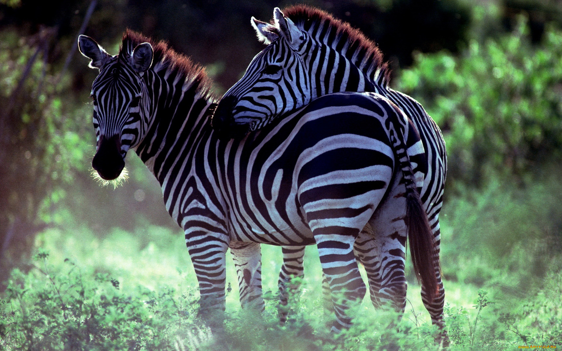 животные, зебры