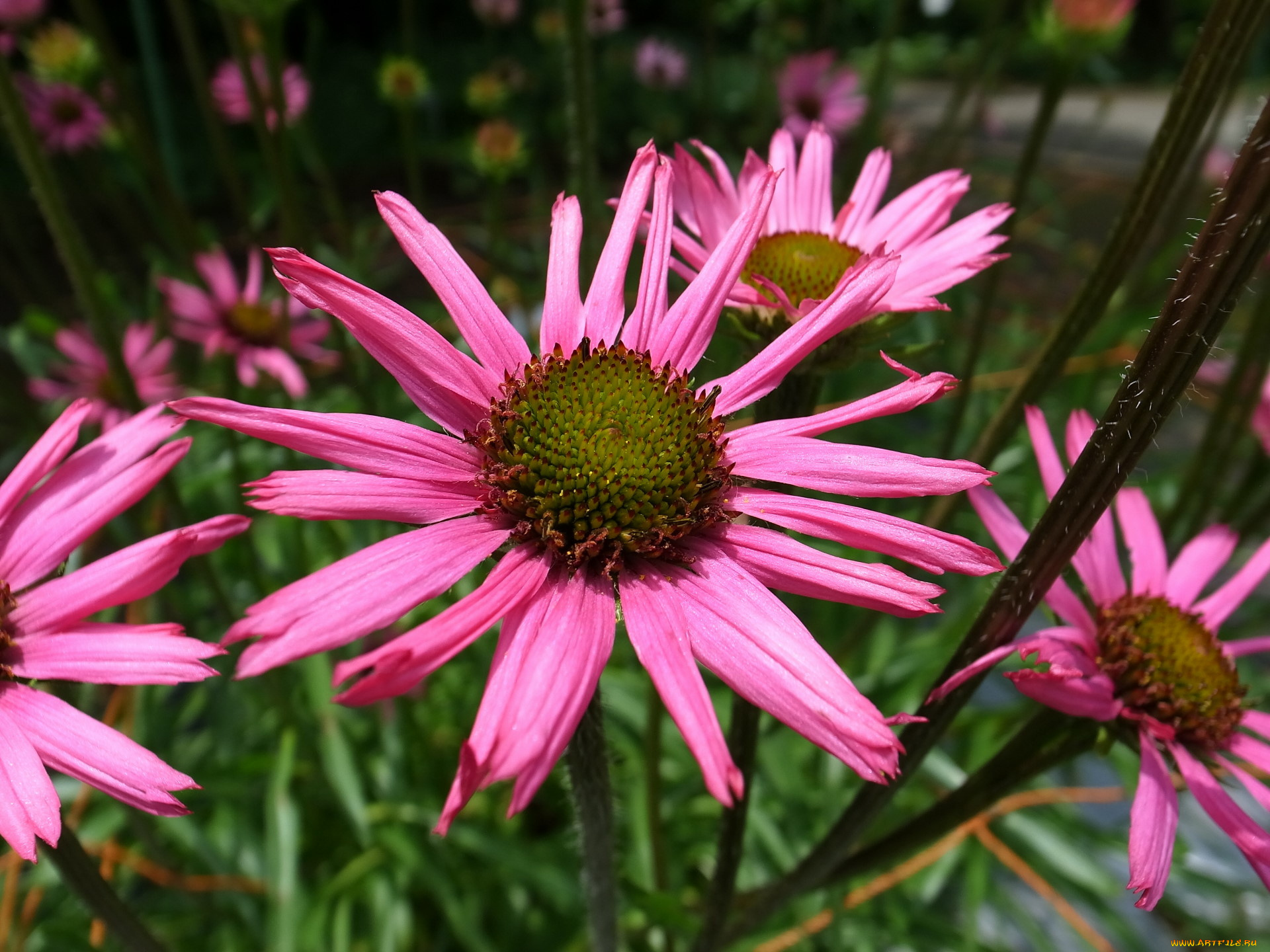 цветы, эхинацея, космея