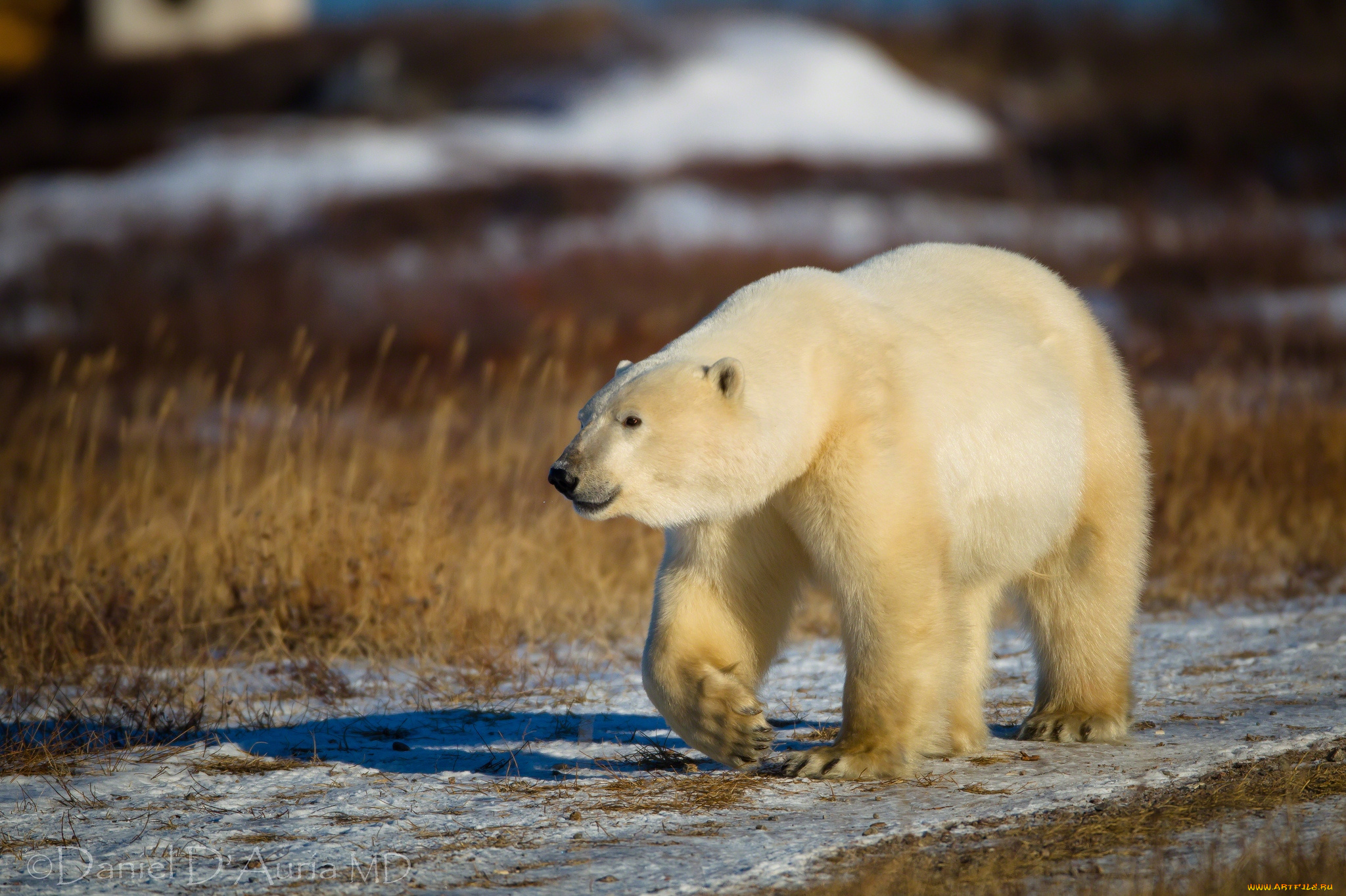 животные, медведи, белый, хищник