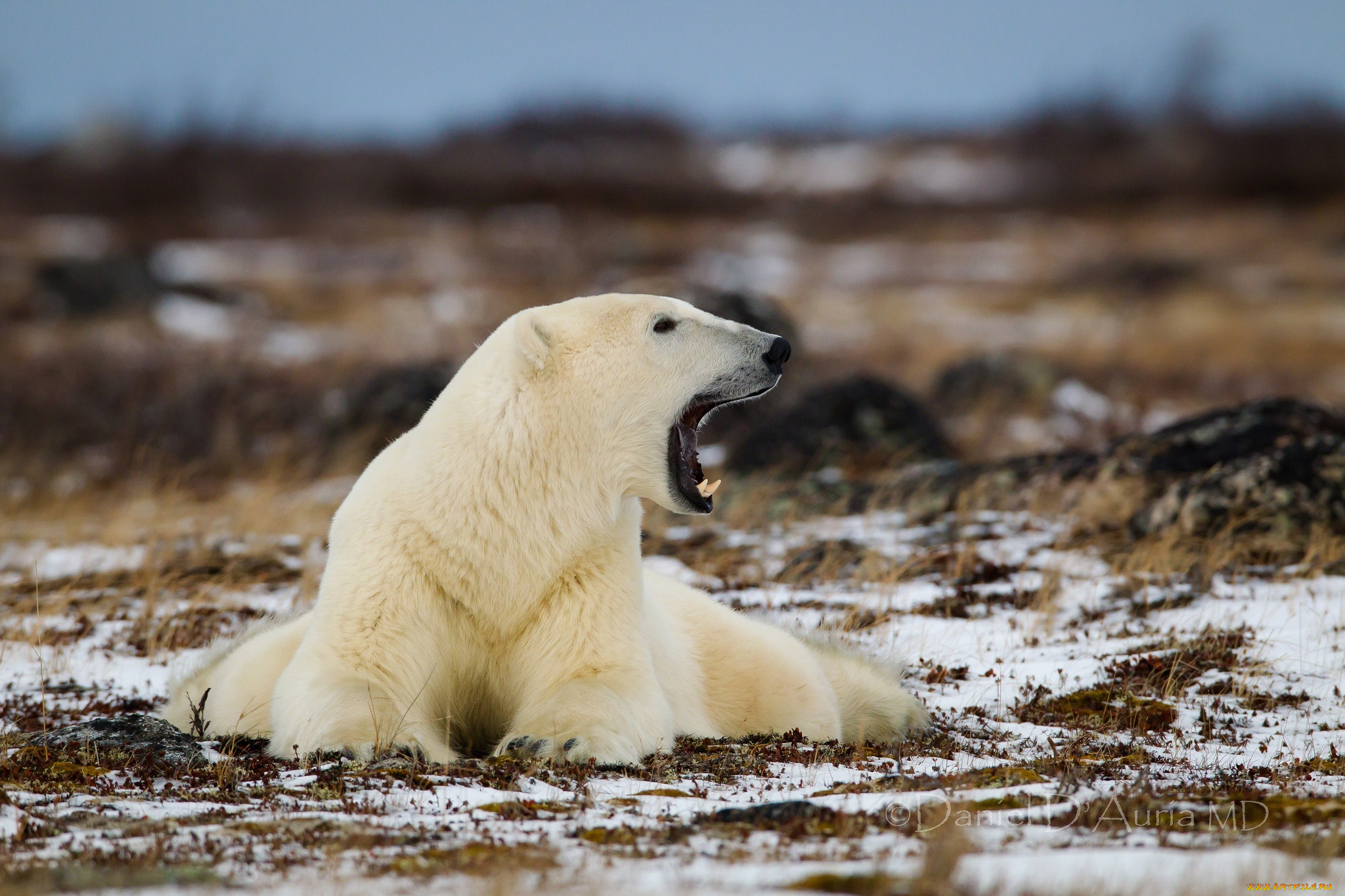 животные, медведи, рев, белый