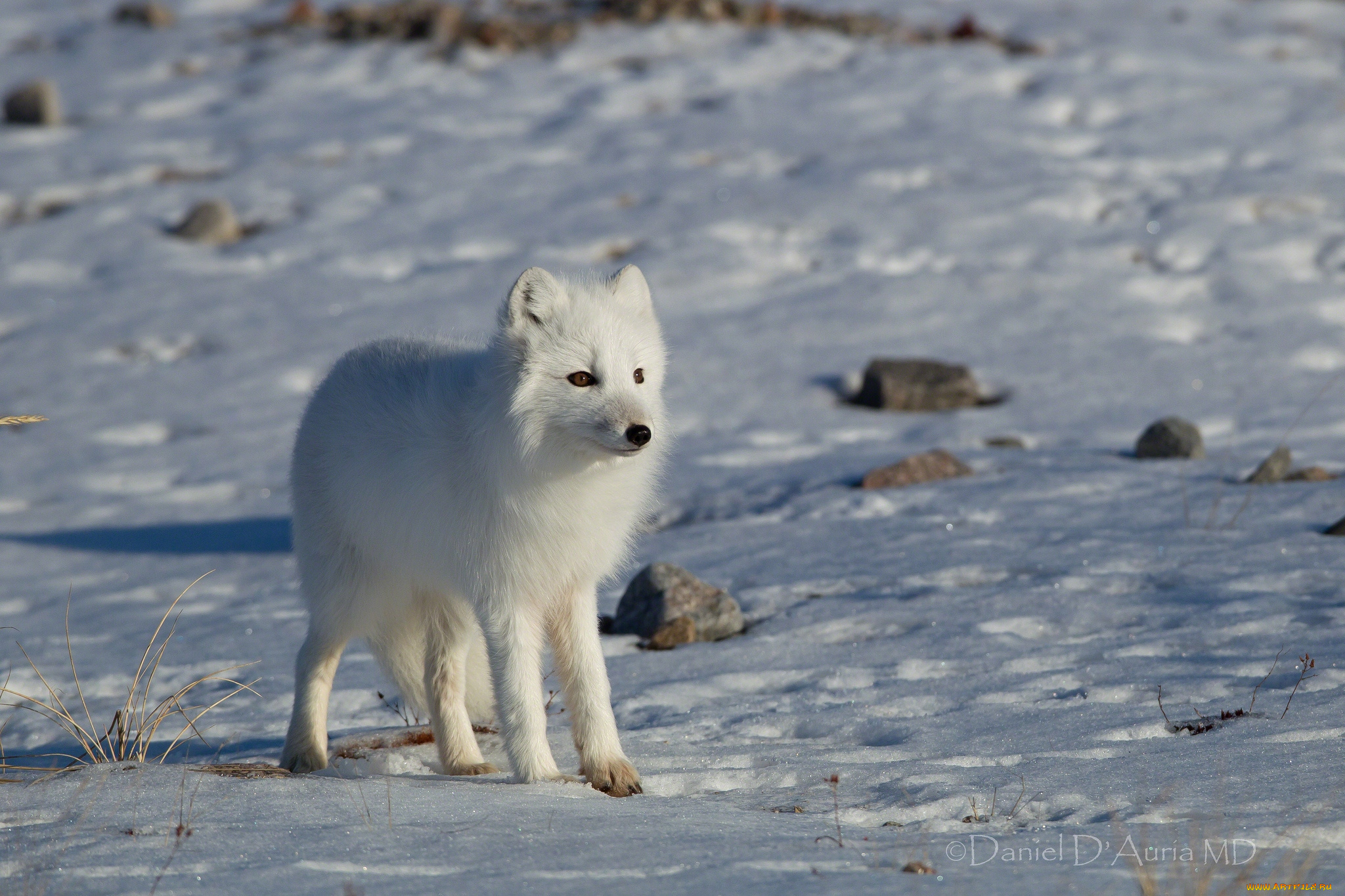 животные, песцы, белый, пушистый, снег