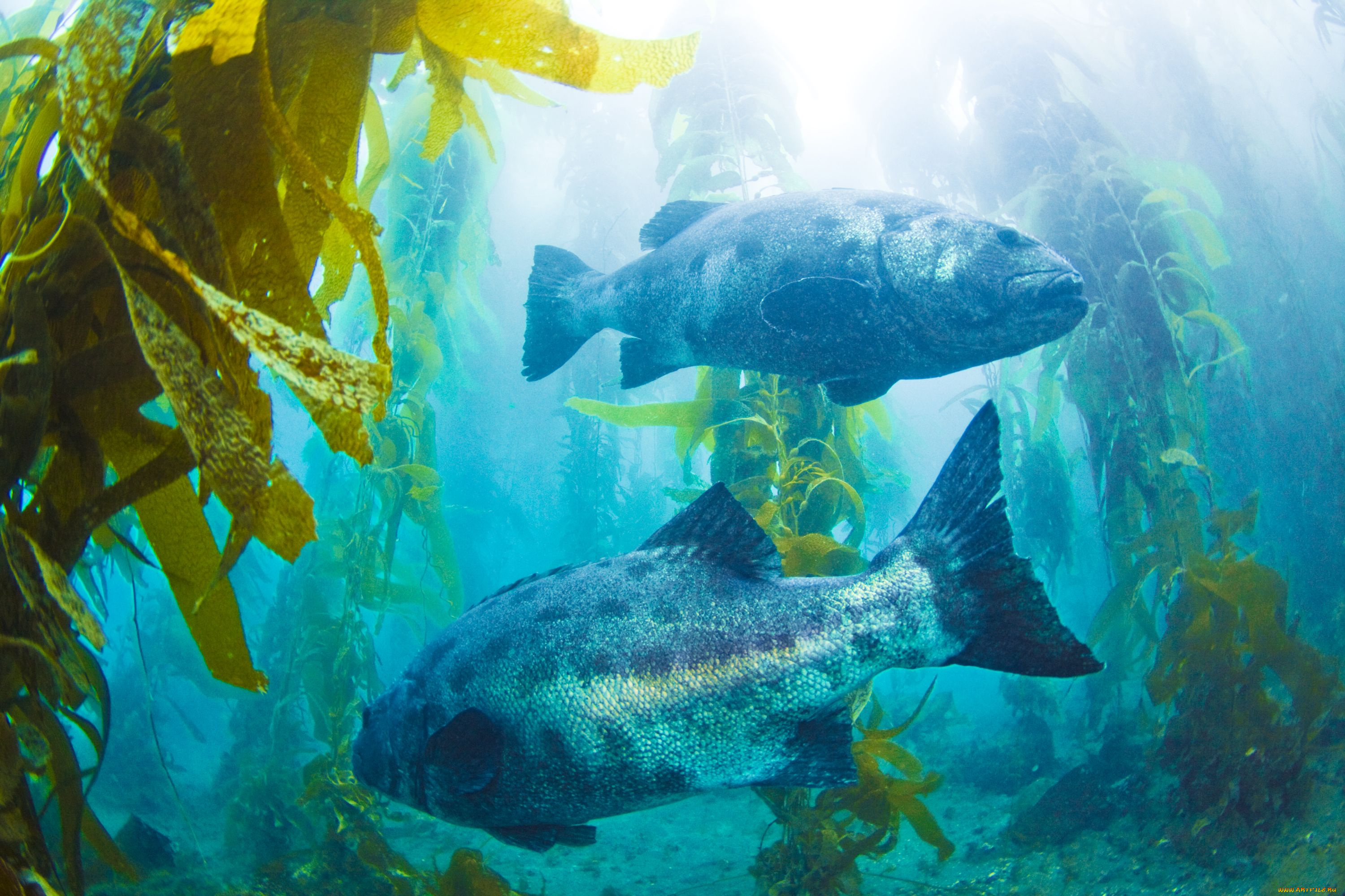 животные, рыбы, водоросли