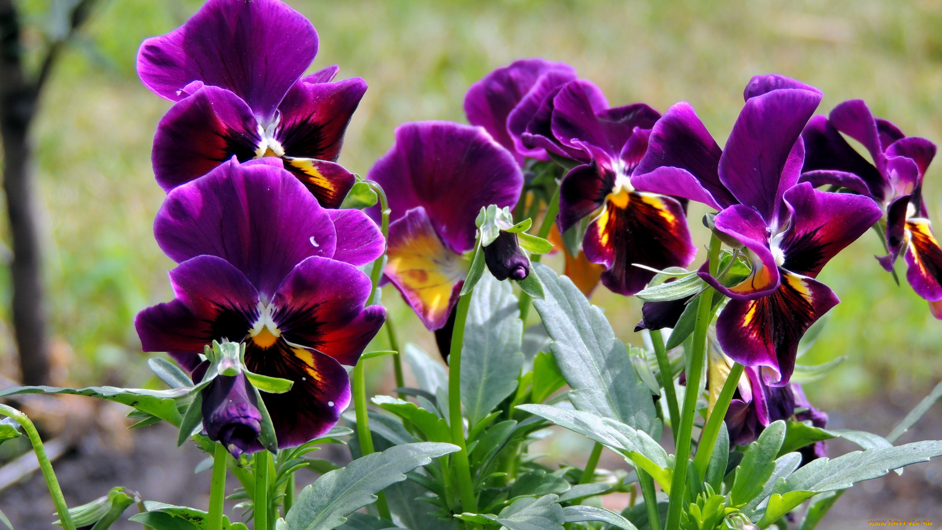 цветы, анютины, глазки, садовые, фиалки, сад