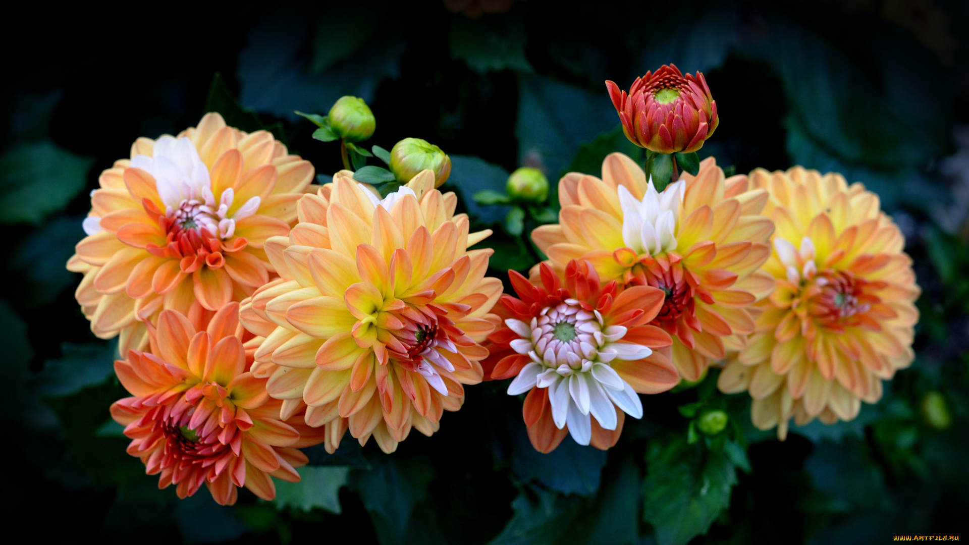 цветы, георгины, пестрый