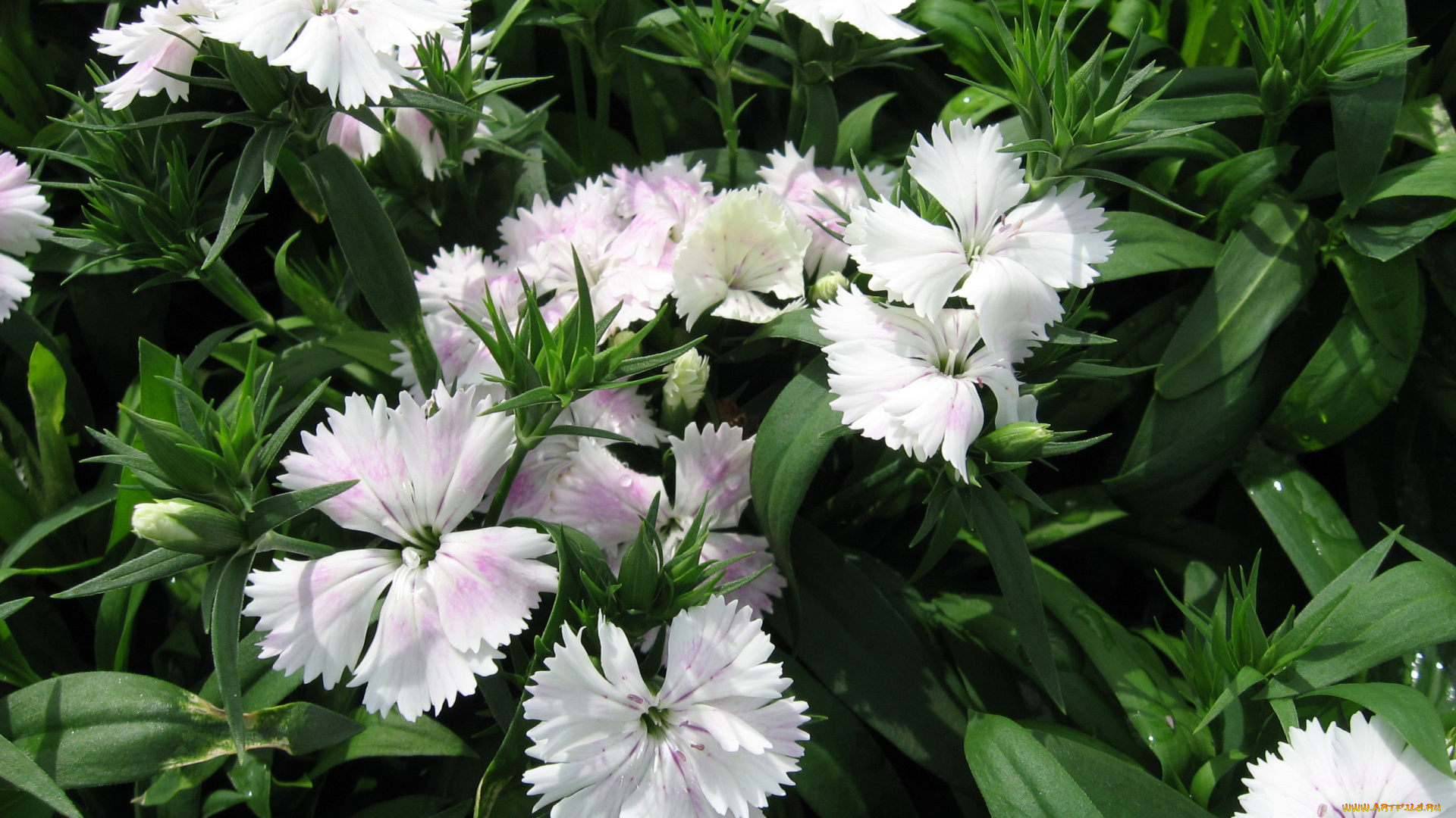 цветы, гвоздики, сад