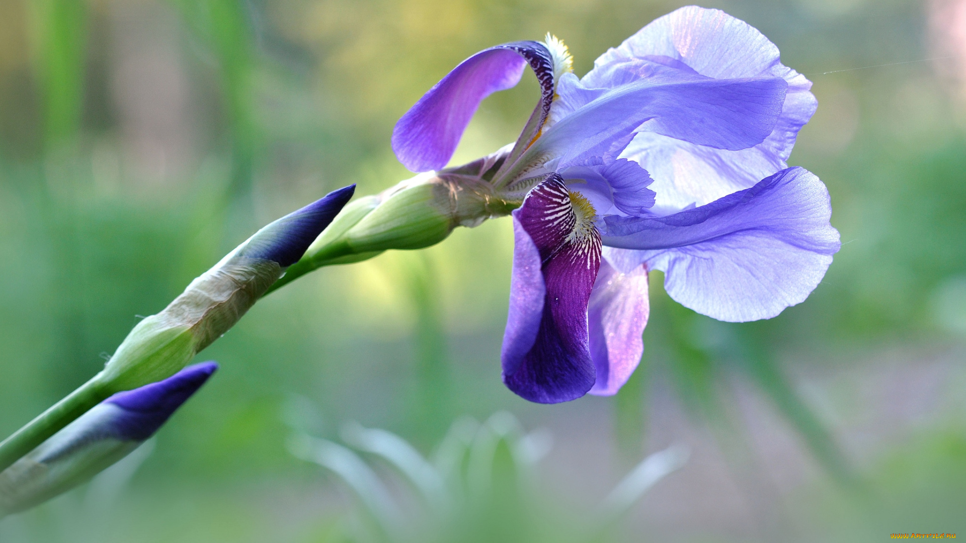 цветы, ирисы, касатик