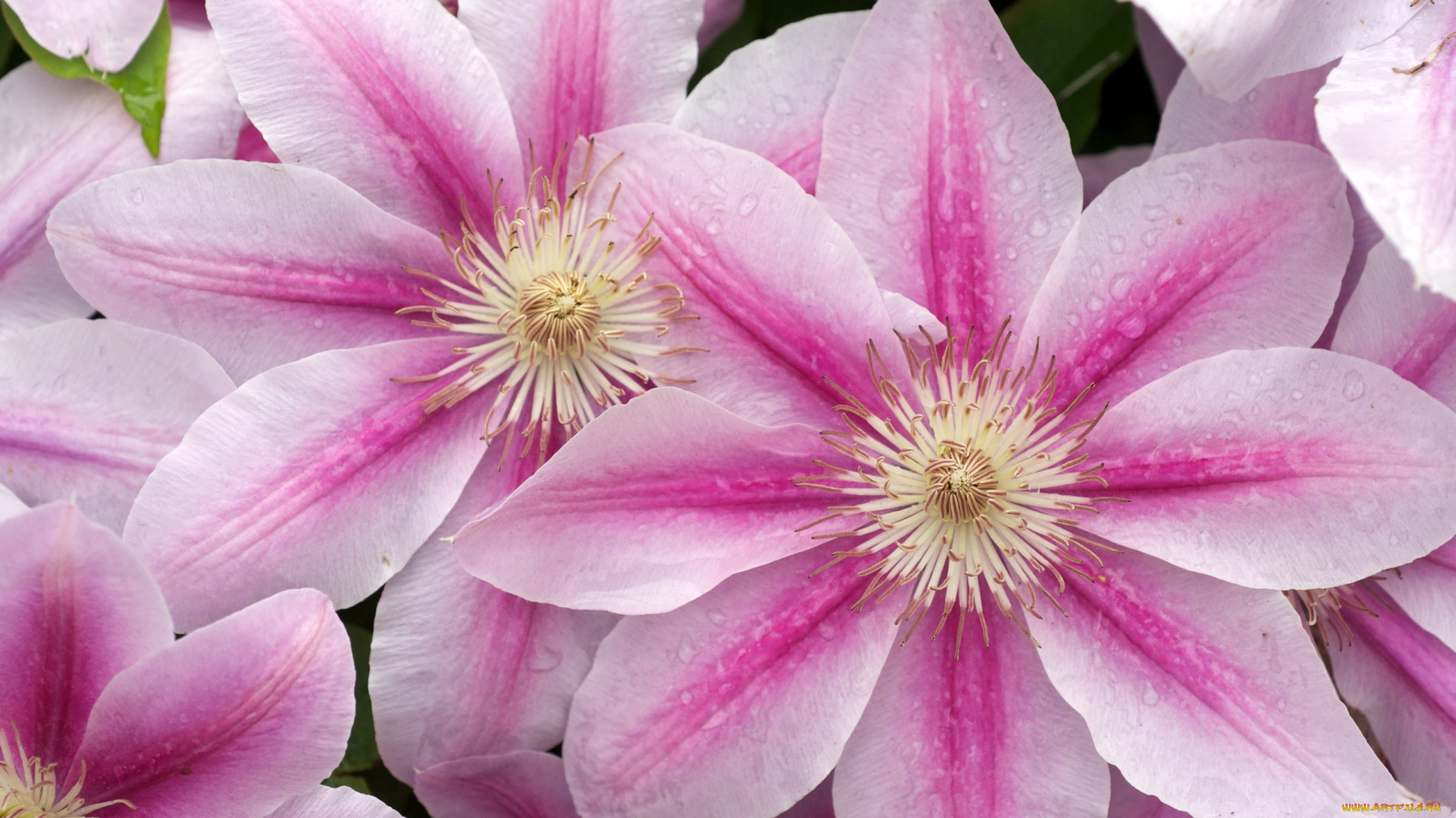 цветы, клематис, ломонос, макро, капли