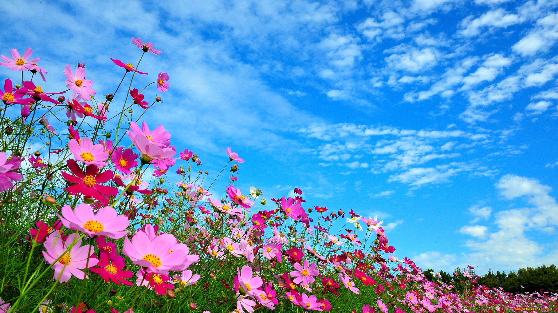 цветы, космея, лепестки, облака