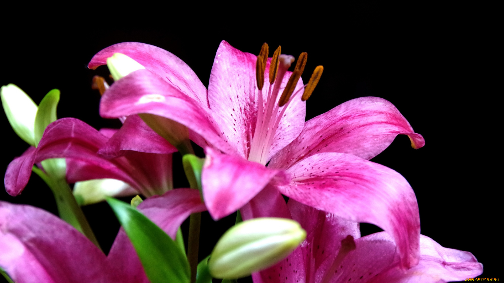 цветы, лилии, лилейники, розовый