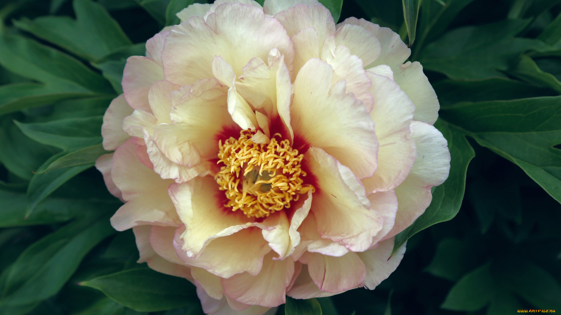 цветы, пионы, кремовый