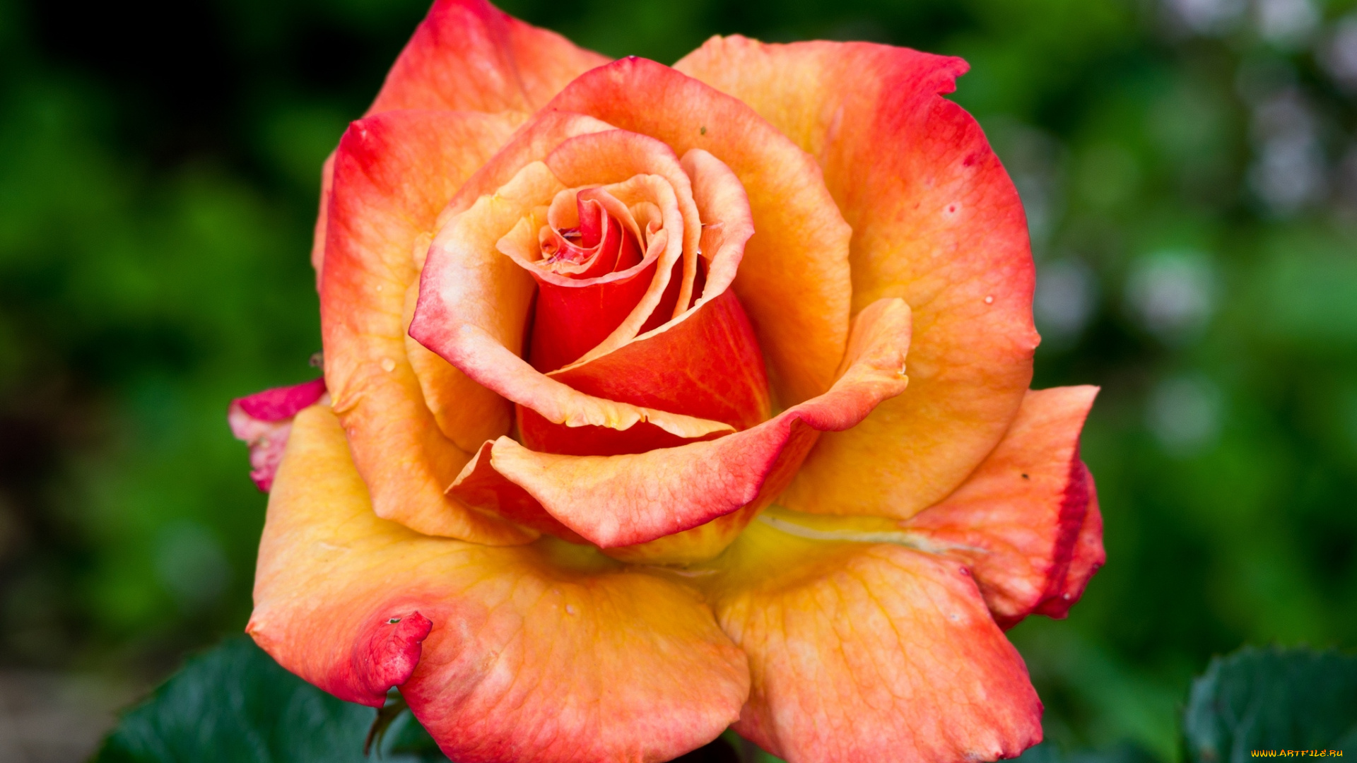 цветы, розы, королева