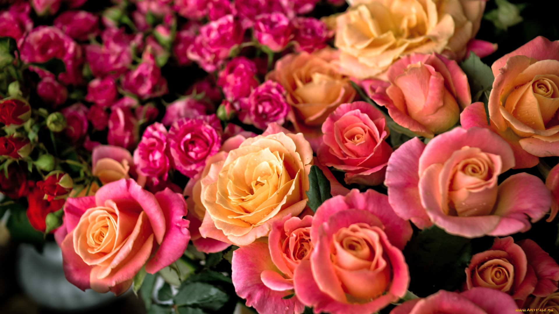 цветы, розы, много