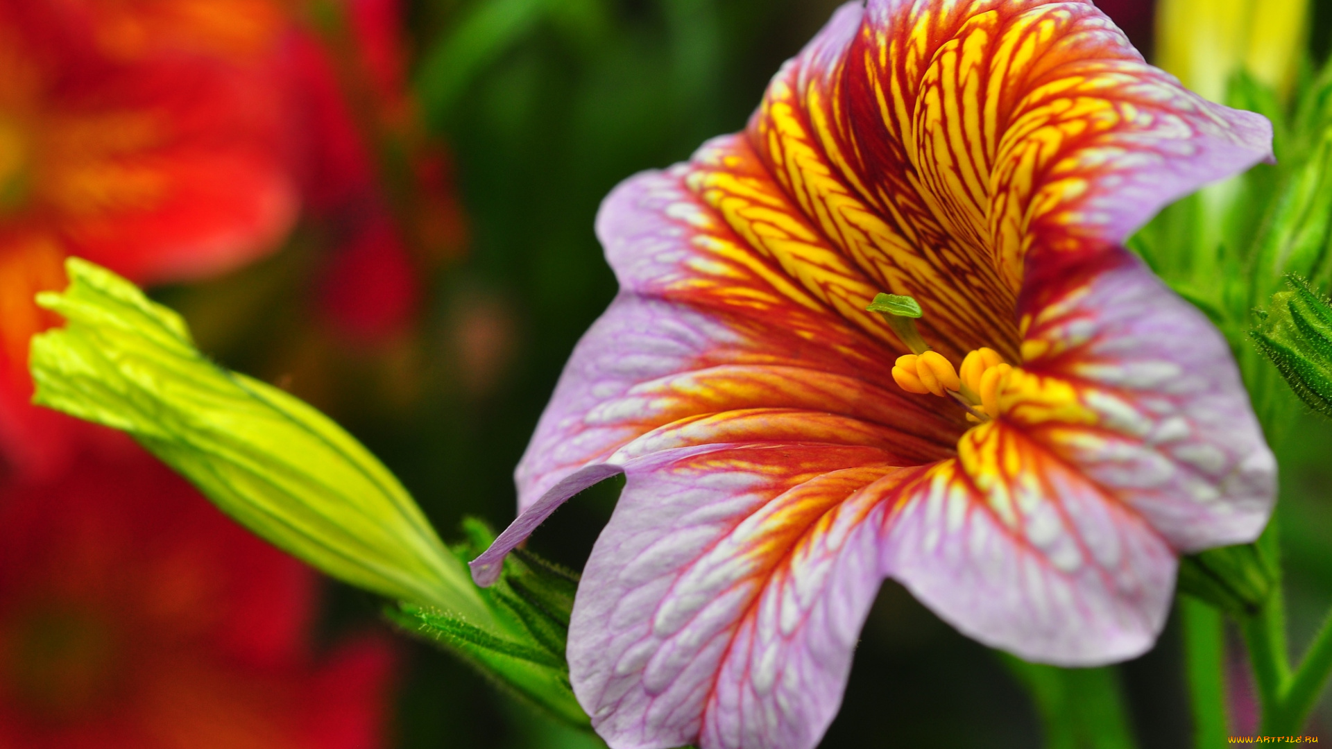 цветы, сальпиглоссис, макро