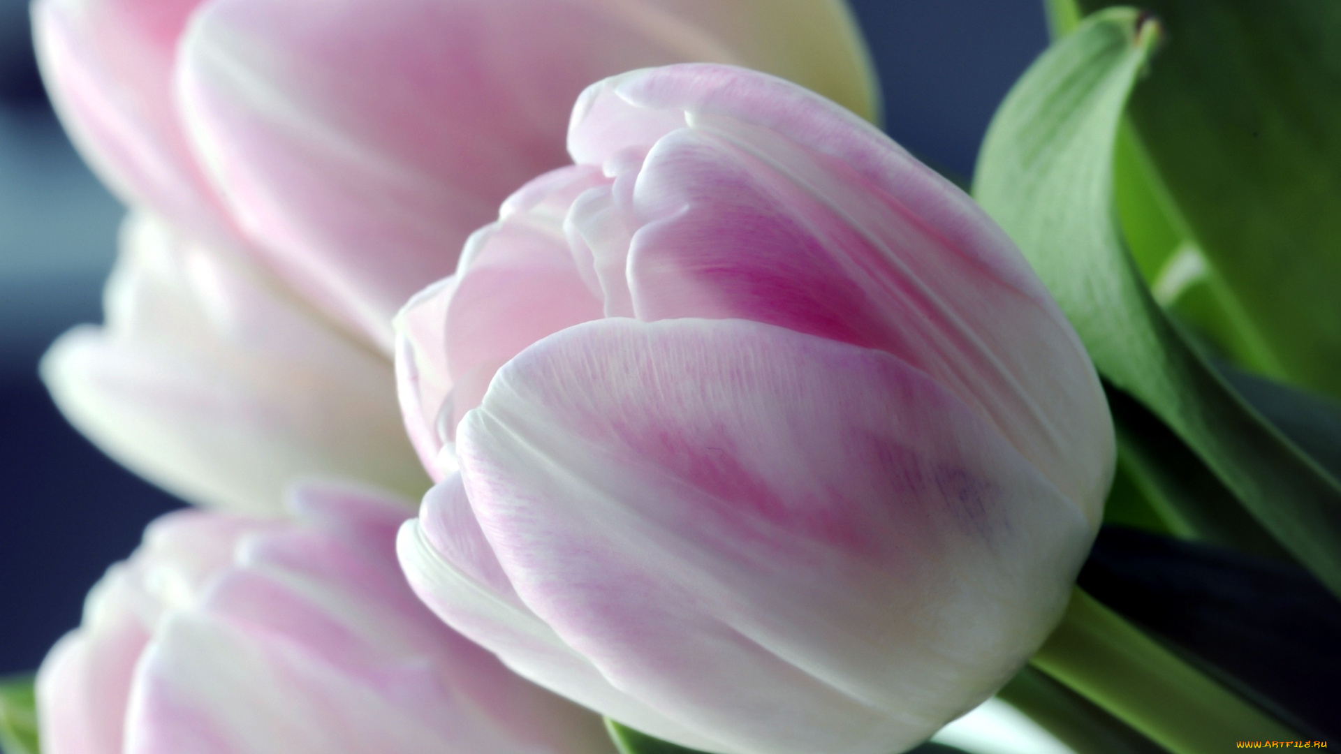 цветы, тюльпаны, макро, нежность