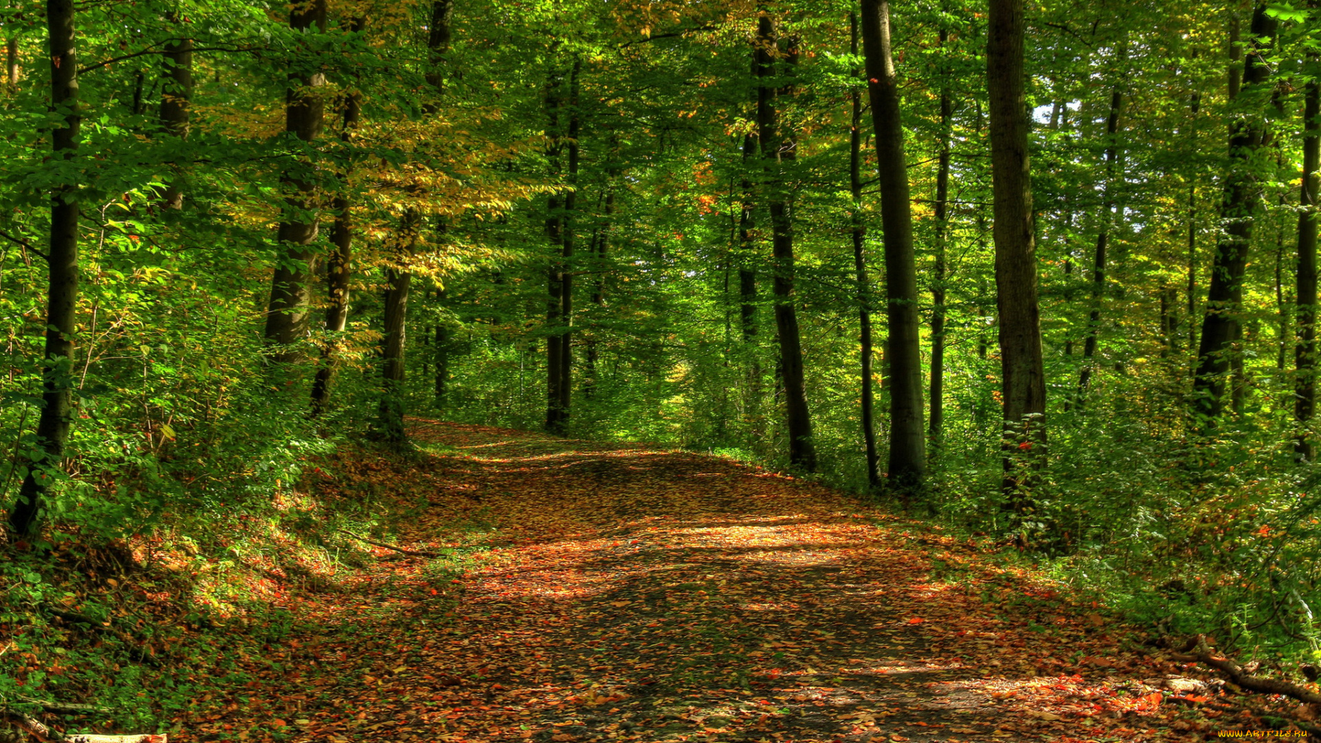 германия, гессен, природа, дороги, лес, дорога