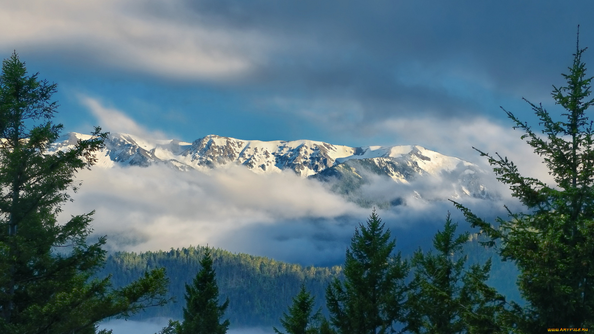 hurricane, ridge, olympic, national, park, washington, природа, горы, mountains, штат, вашингтон, облака, ели, национальный, парк, олимпик, хребет