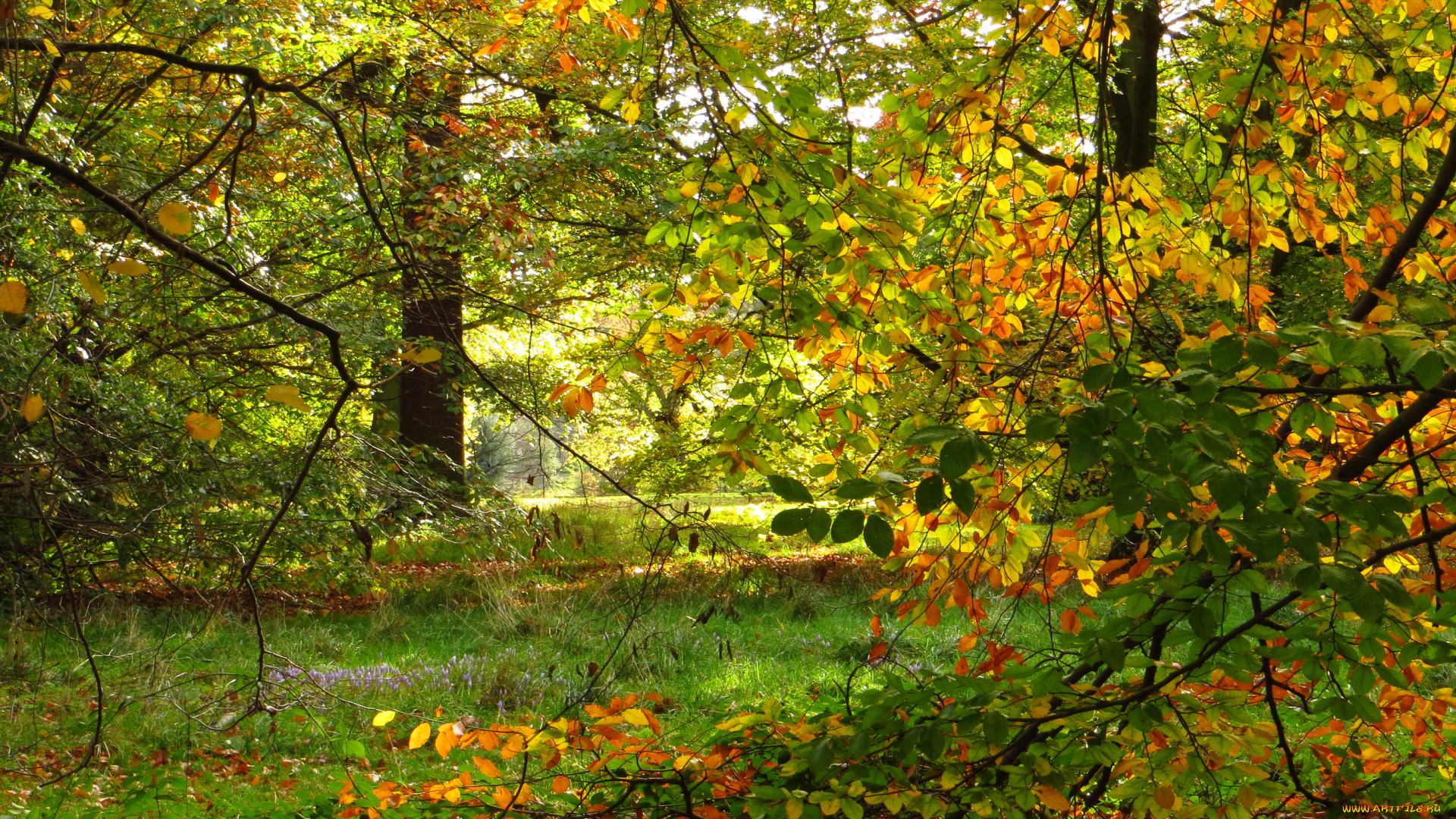 kew, gardens, лондон, природа, парк, деревья, трава, осень