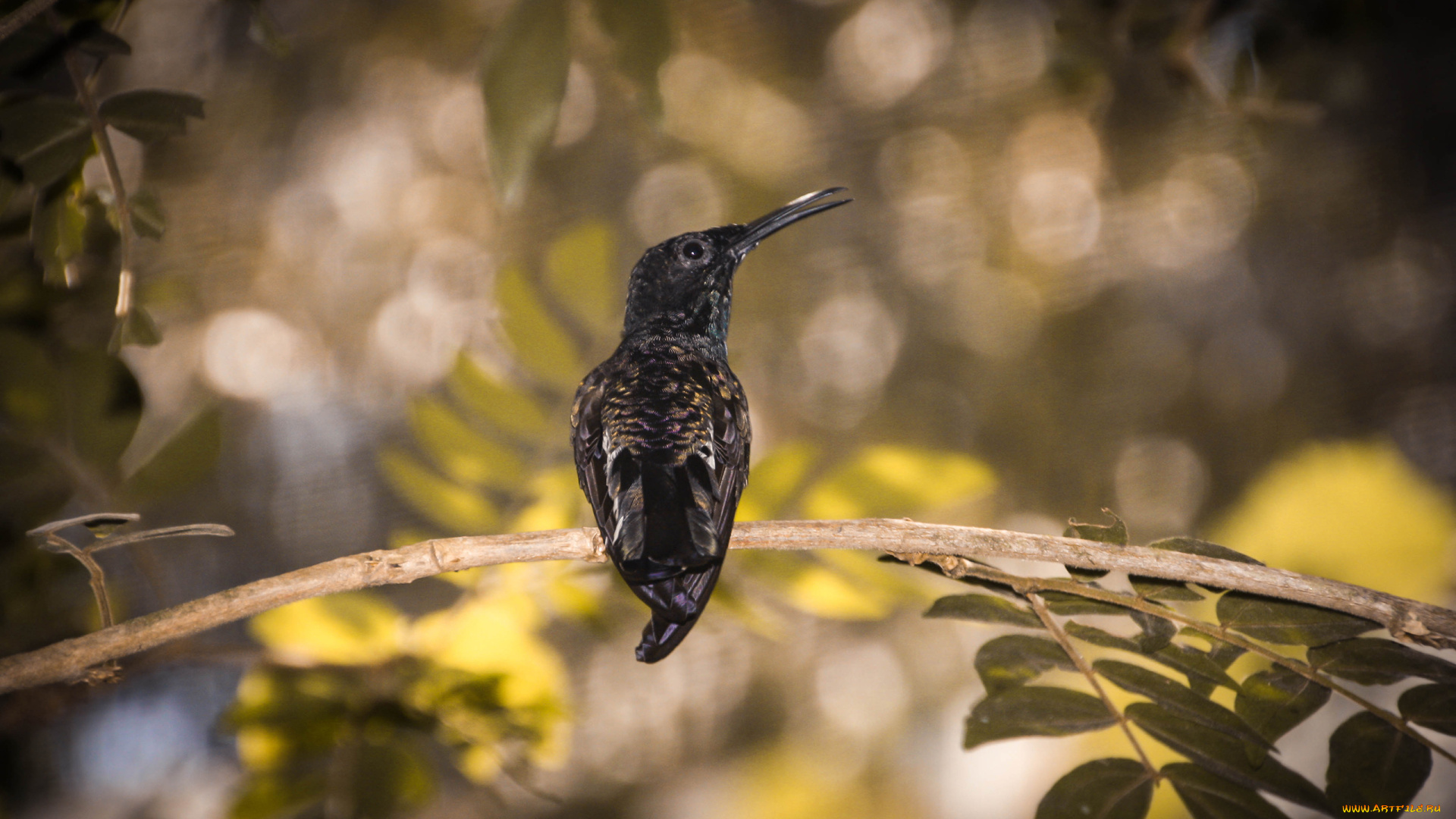 колибри, животные, ветка, хвост, листья