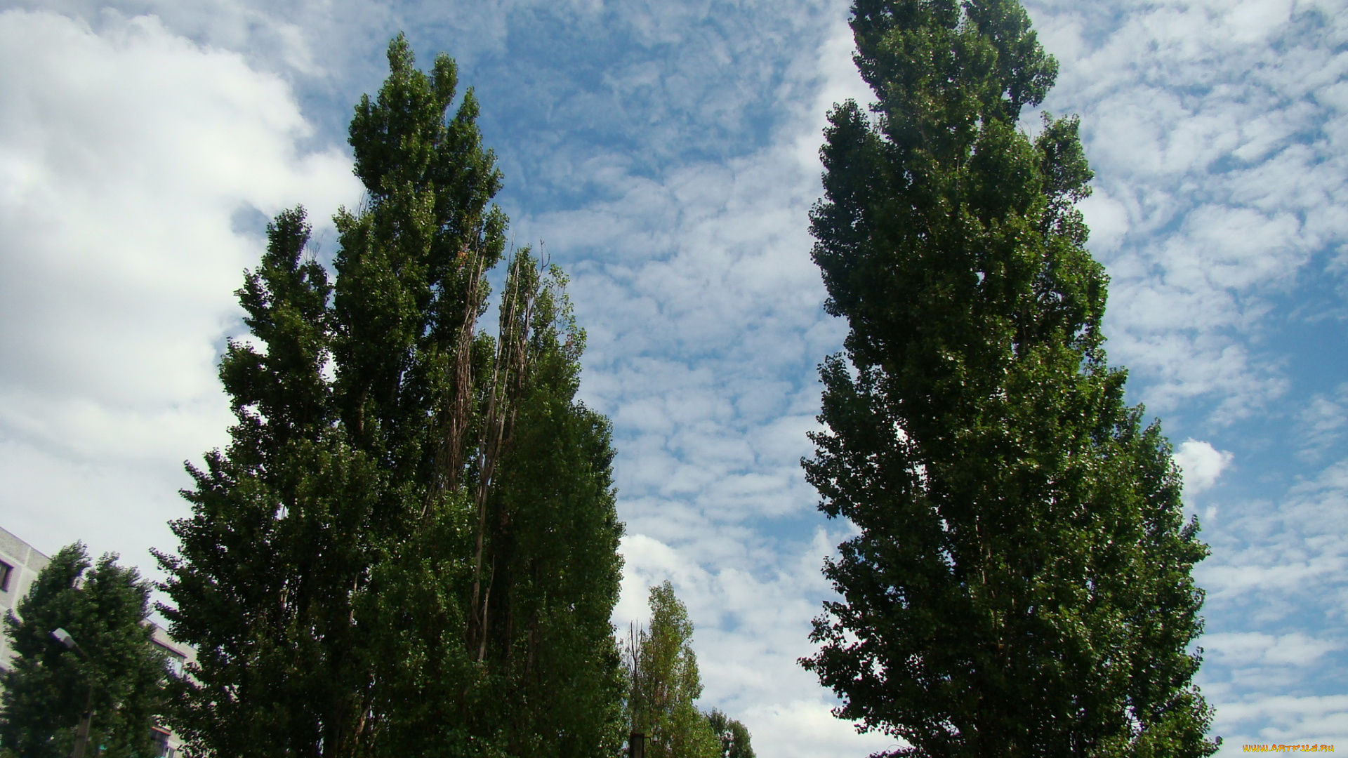 природа, деревья