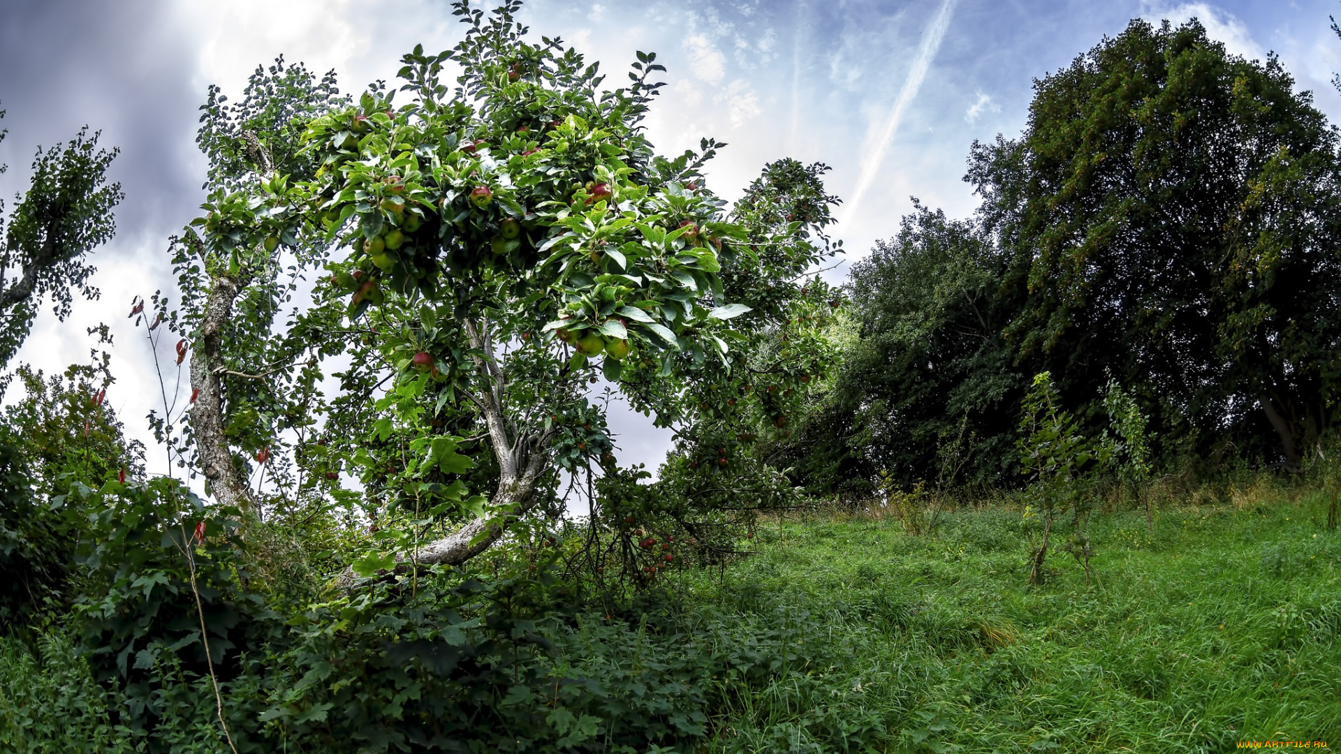 природа, деревья, плоды, яблоня, трава, поляна