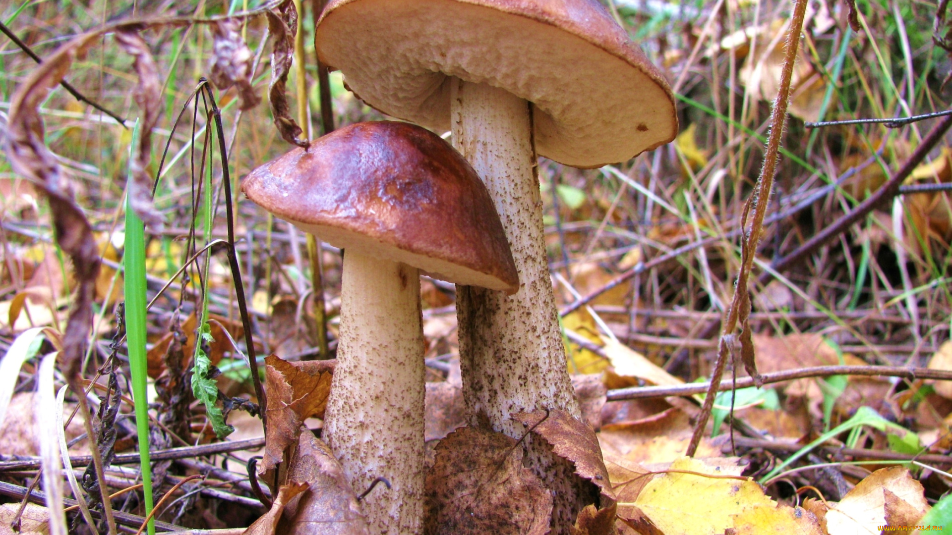 природа, грибы, двойня