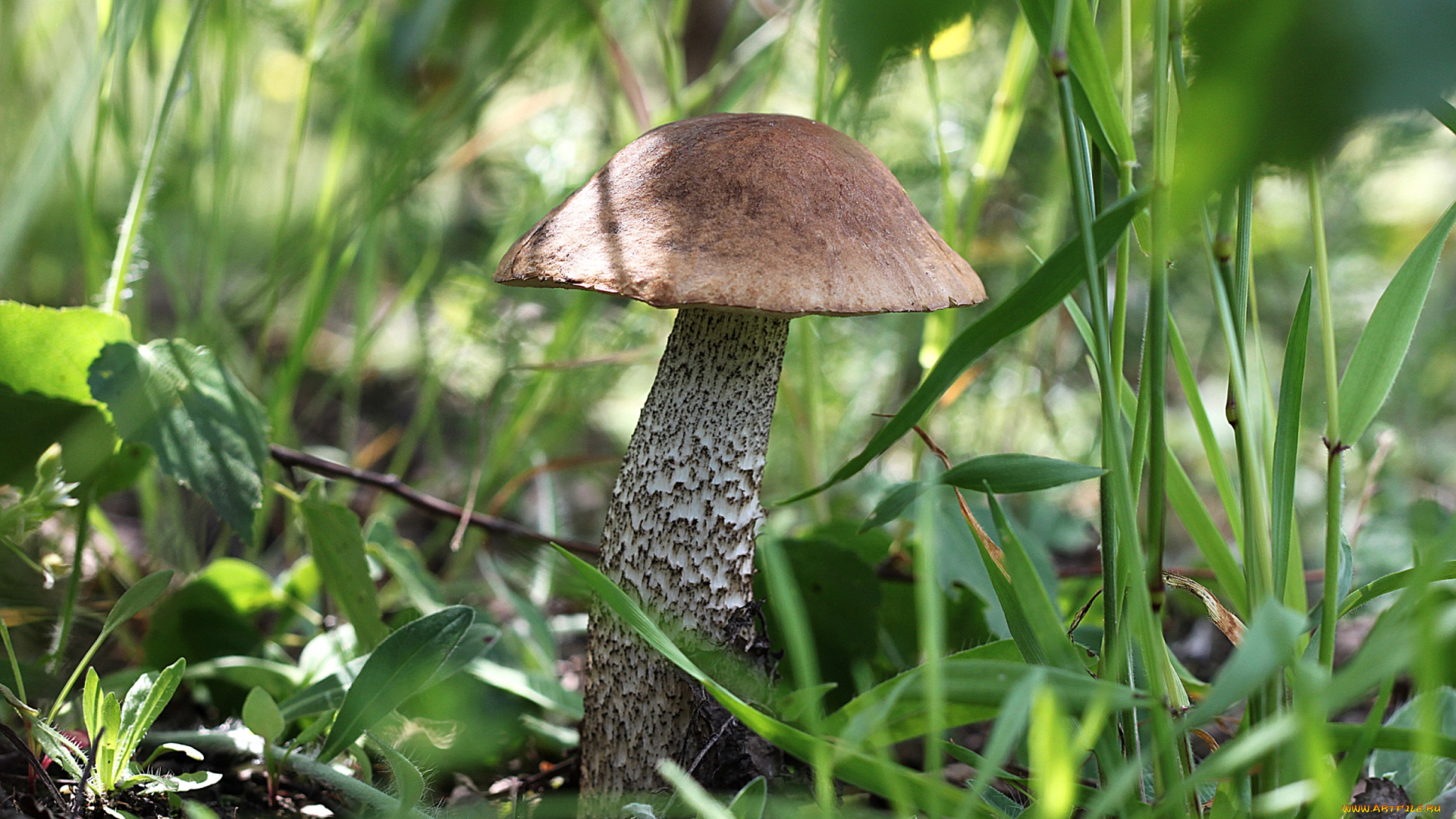 природа, грибы, крепыш