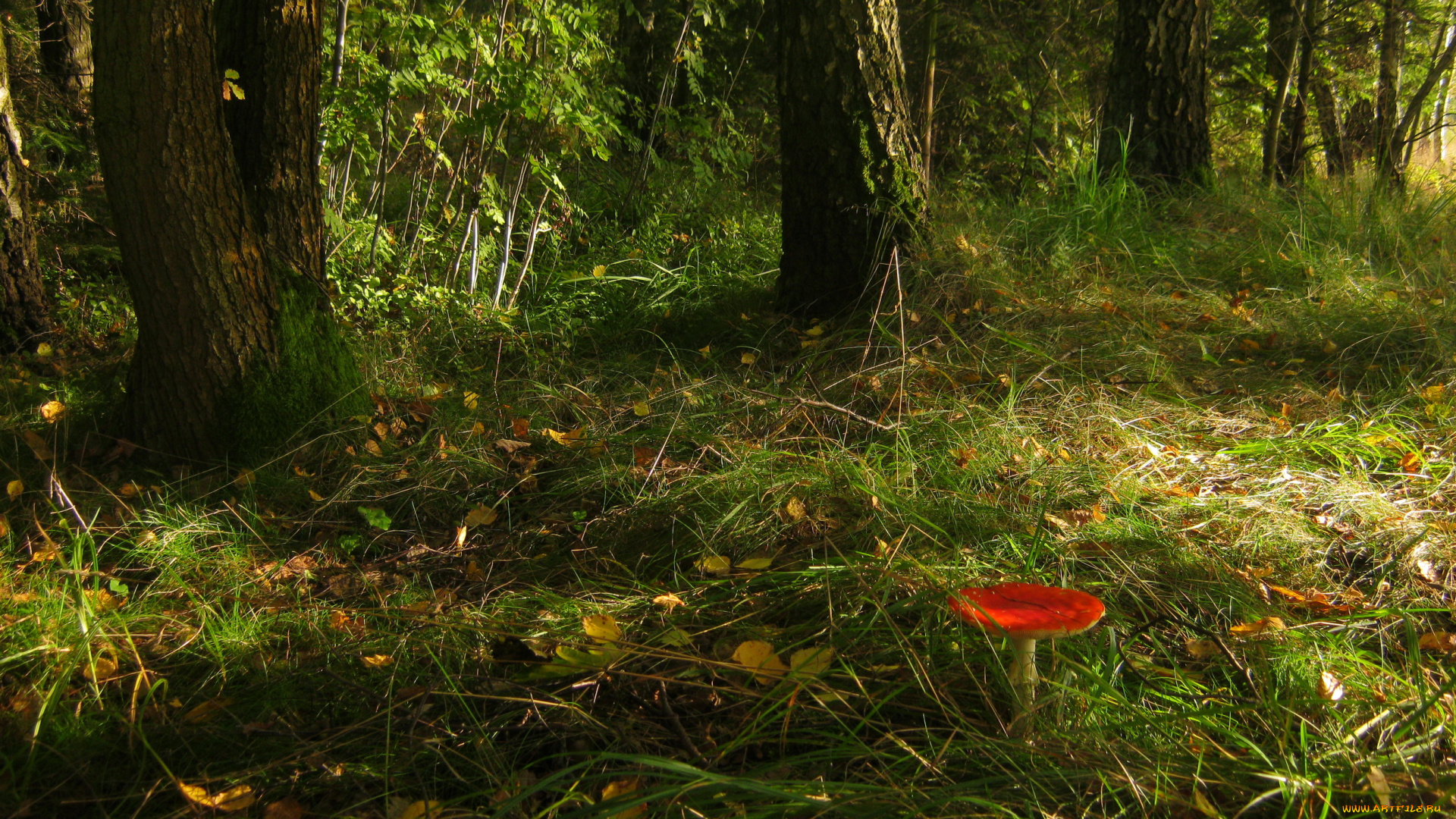 природа, грибы, мухомор, лес, трава, гриб