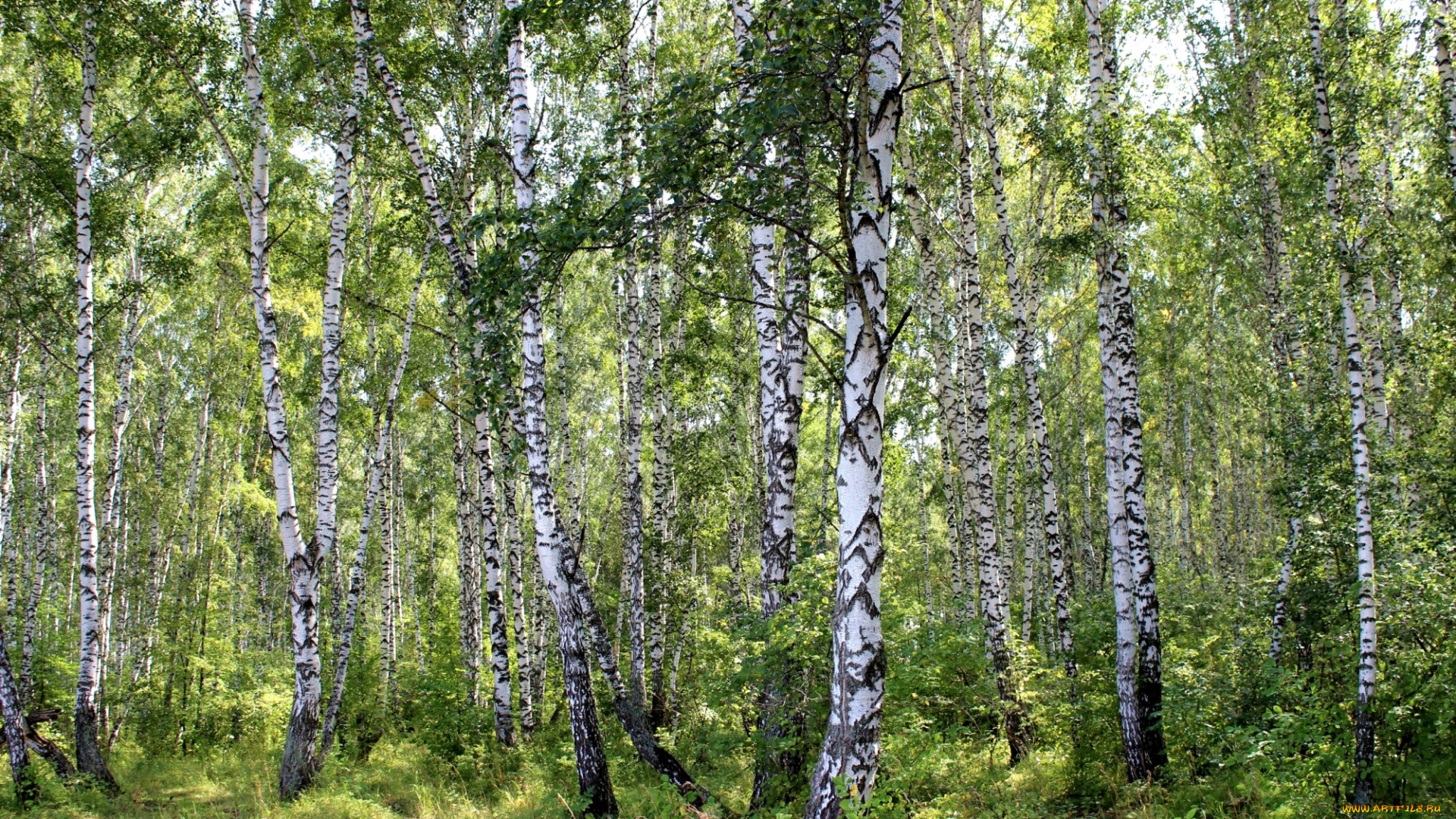 природа, лес, березы