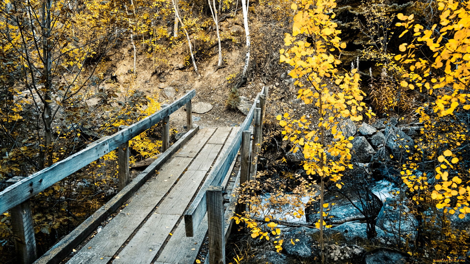 природа, лес, мост, ручей, овраг, камни, осень