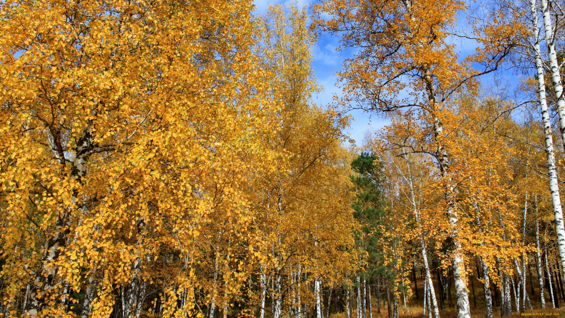 природа, лес, осень, березы