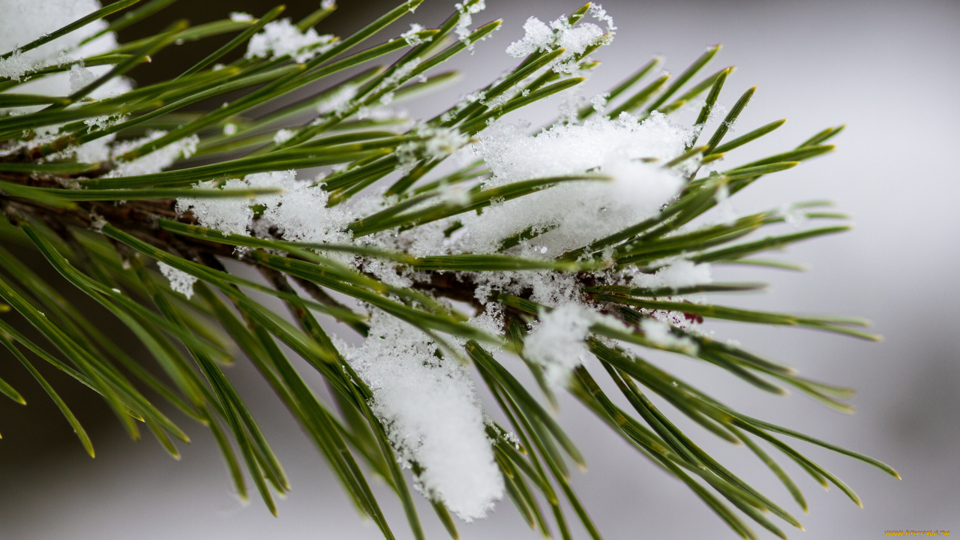 природа, макро, снег, хвоя, ветка