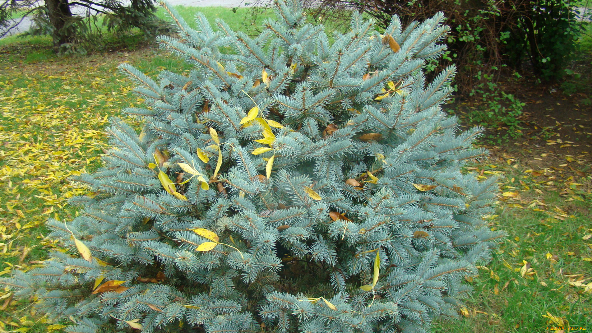 природа, парк, осень