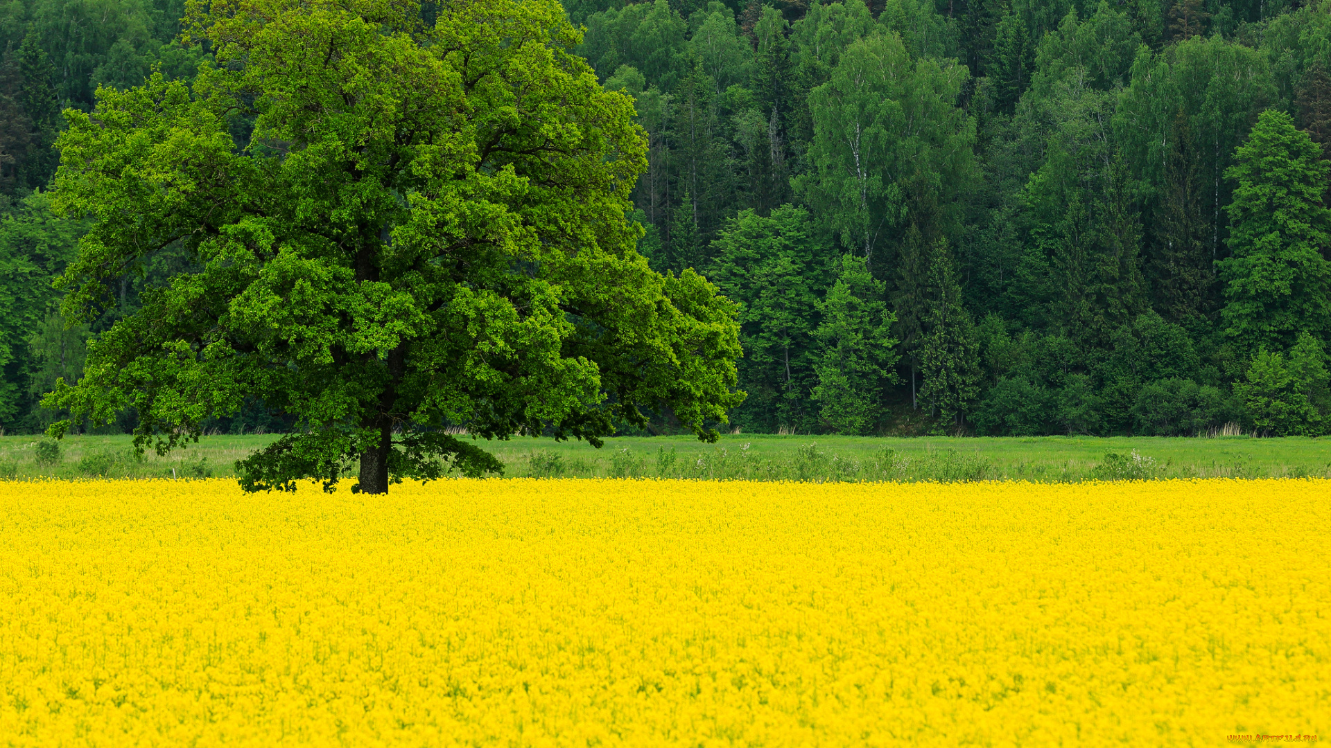 природа, поля, весна, май, поле, рапс, цветы, дерево, дуб, деревья, лес
