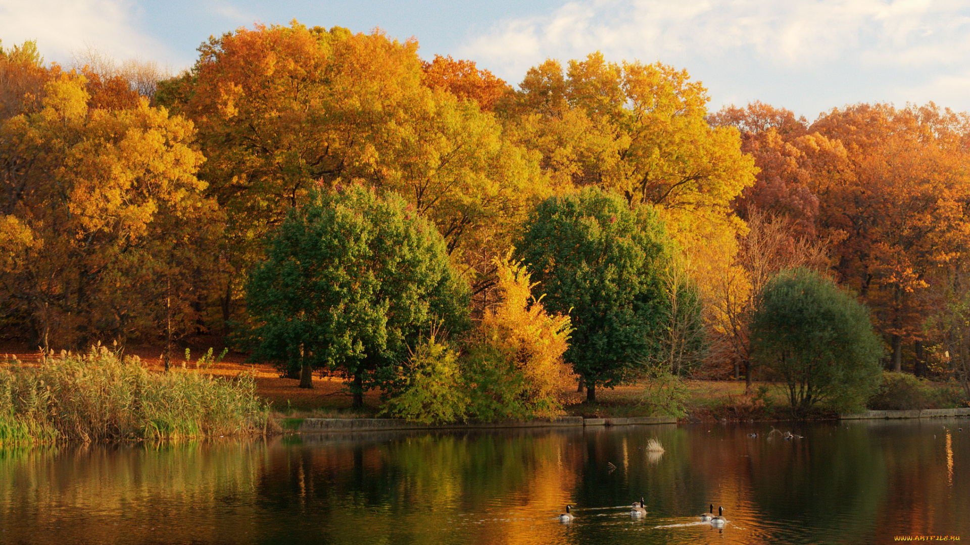 природа, реки, озера, лес, река, осень