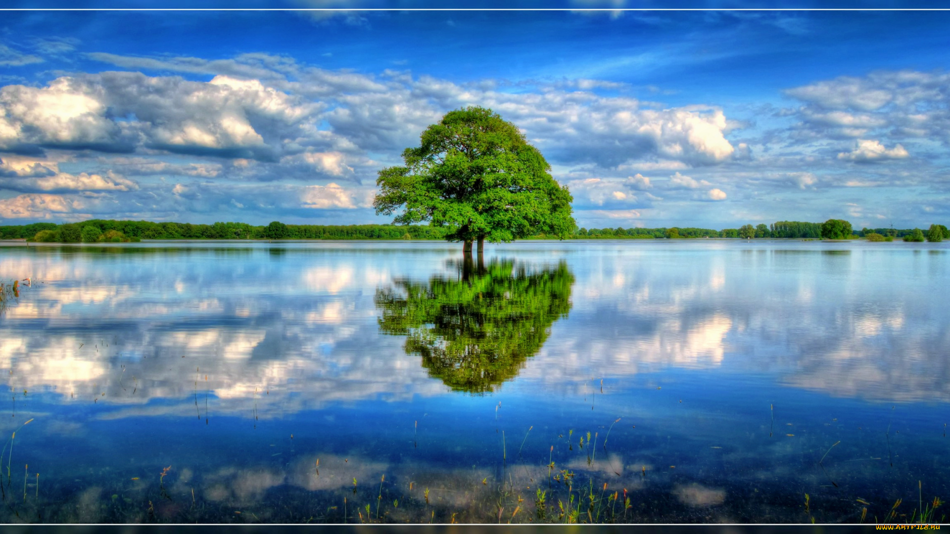 природа, реки, озера, лето, простор, одинокое, дерево, трава, облака, озеро