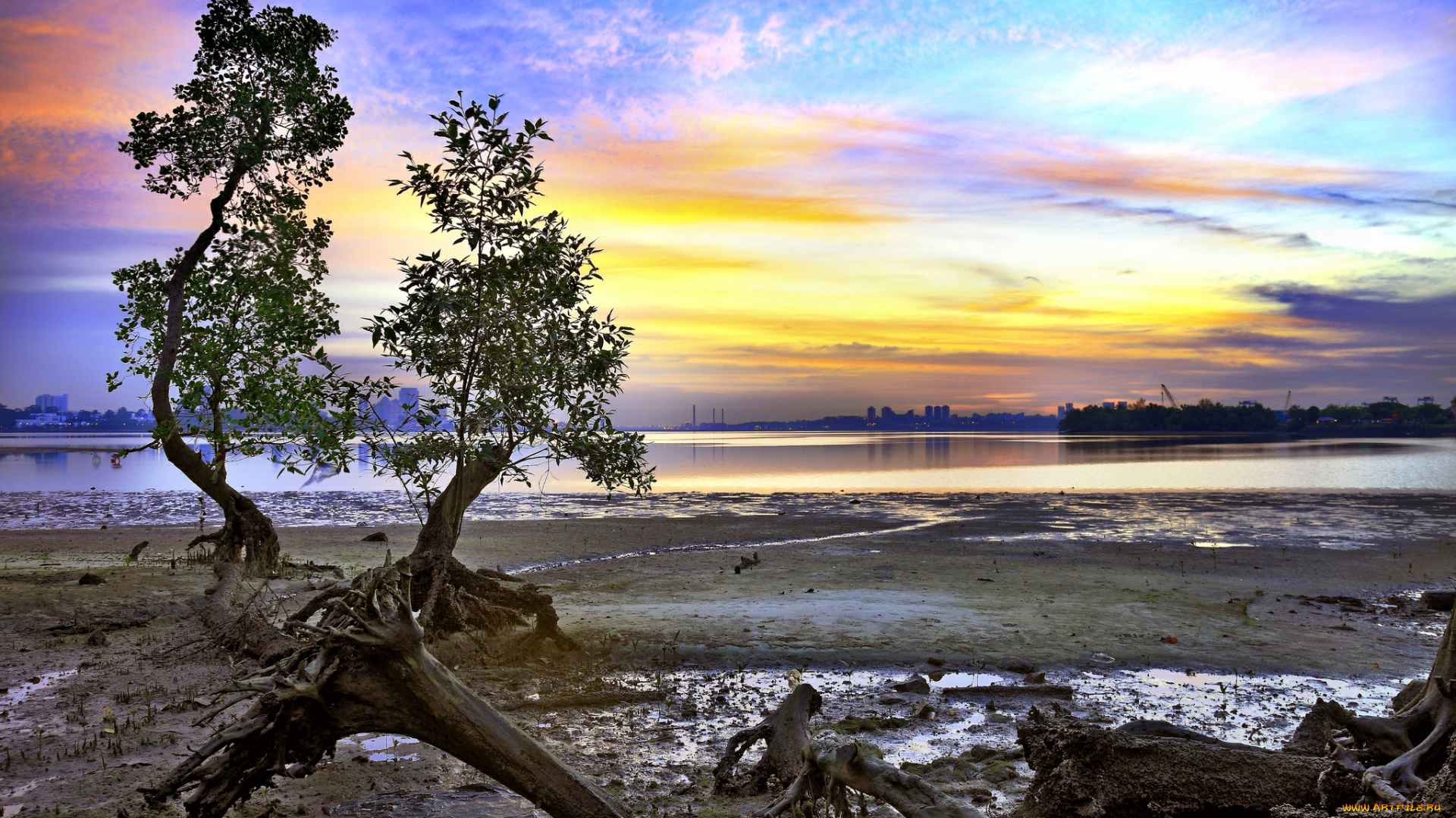 природа, восходы, закаты, цветное, небо, коряги, дерево, залив