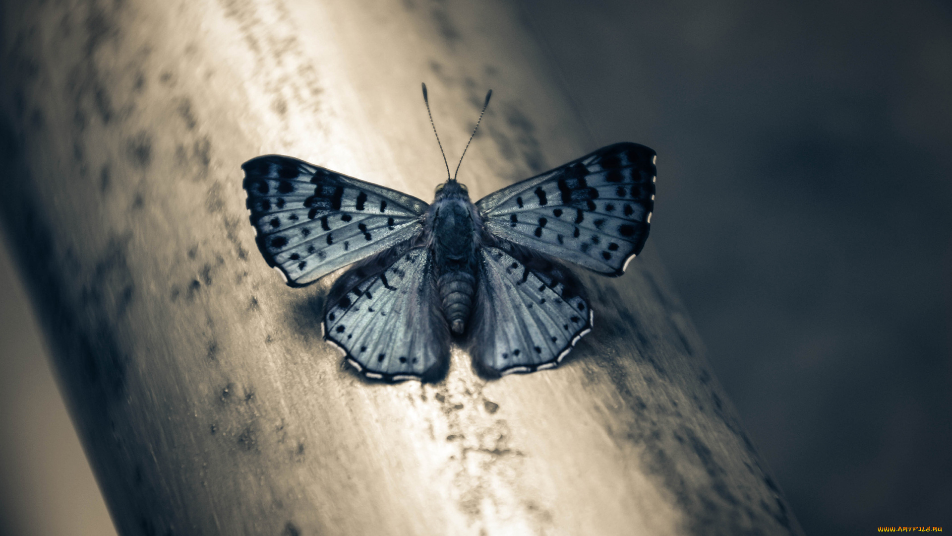 животные, бабочки, крылья