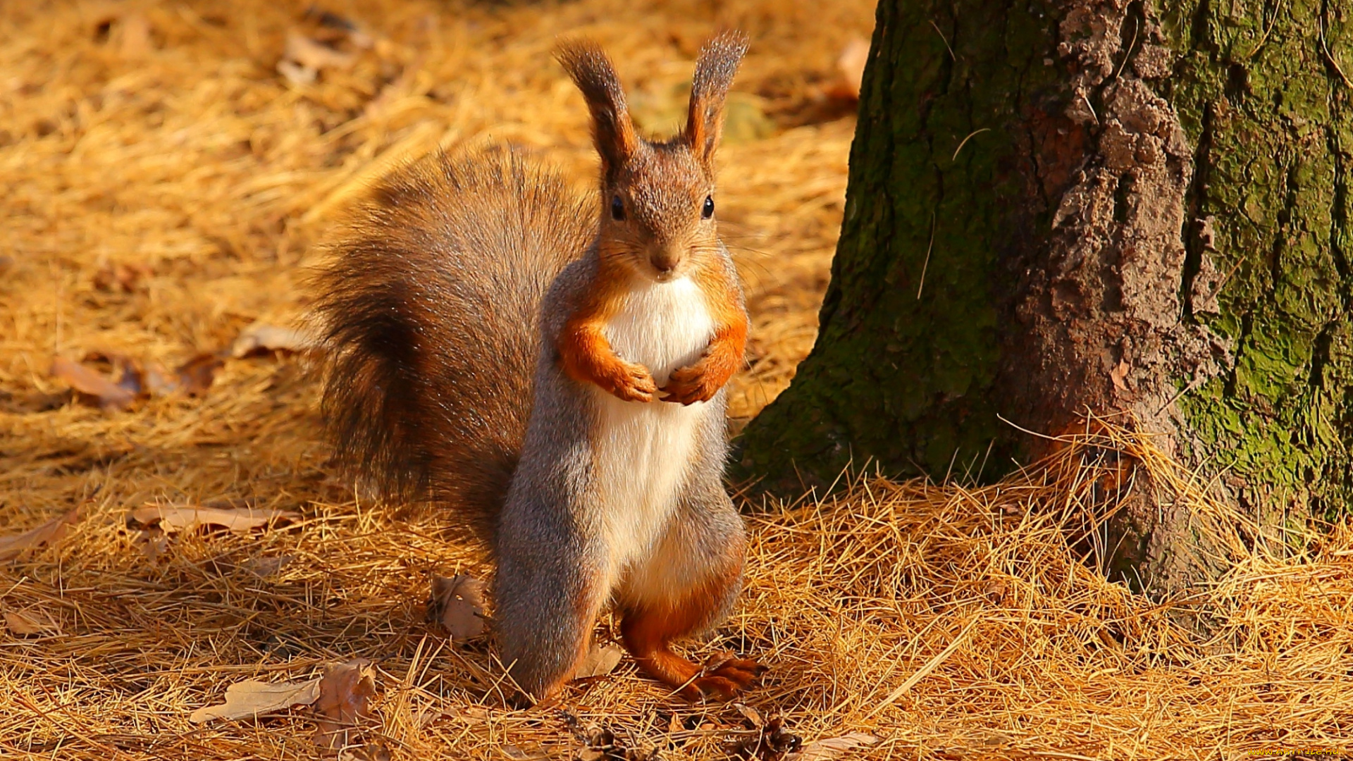 животные, белки, стойка